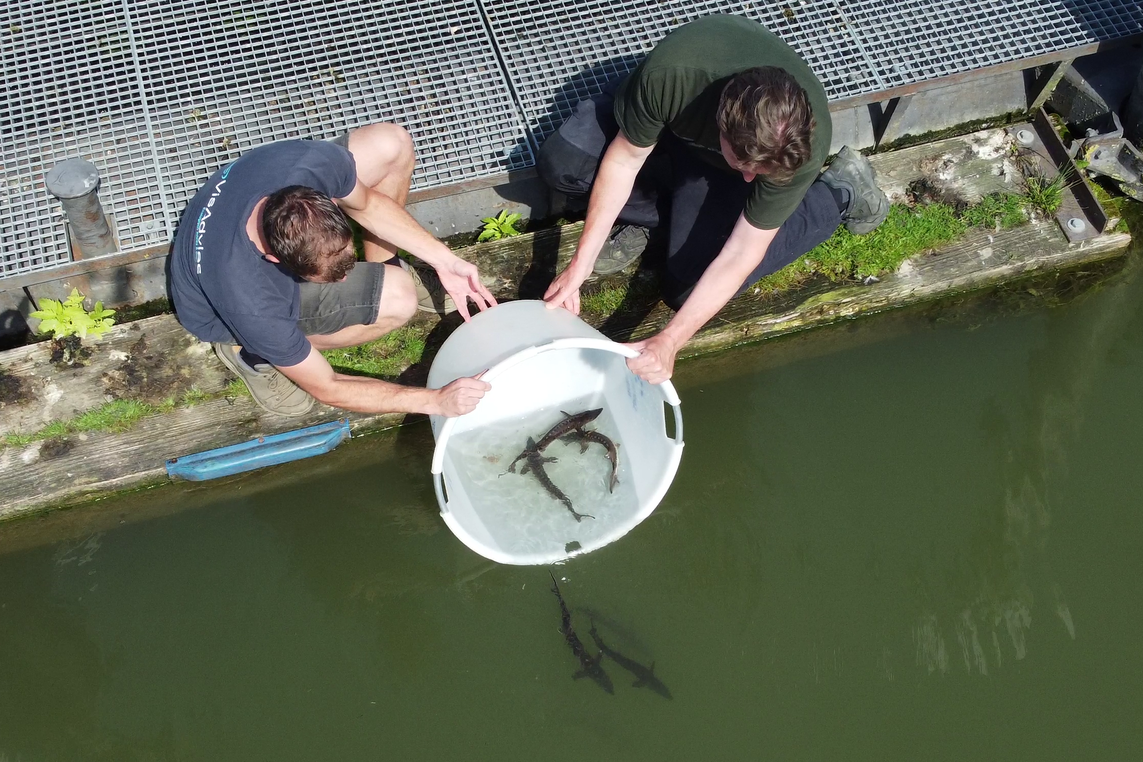 Steuren uitzetten in de Biesbosch 2023
