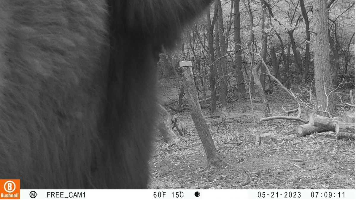 Wisent en wolf observeren elkaar