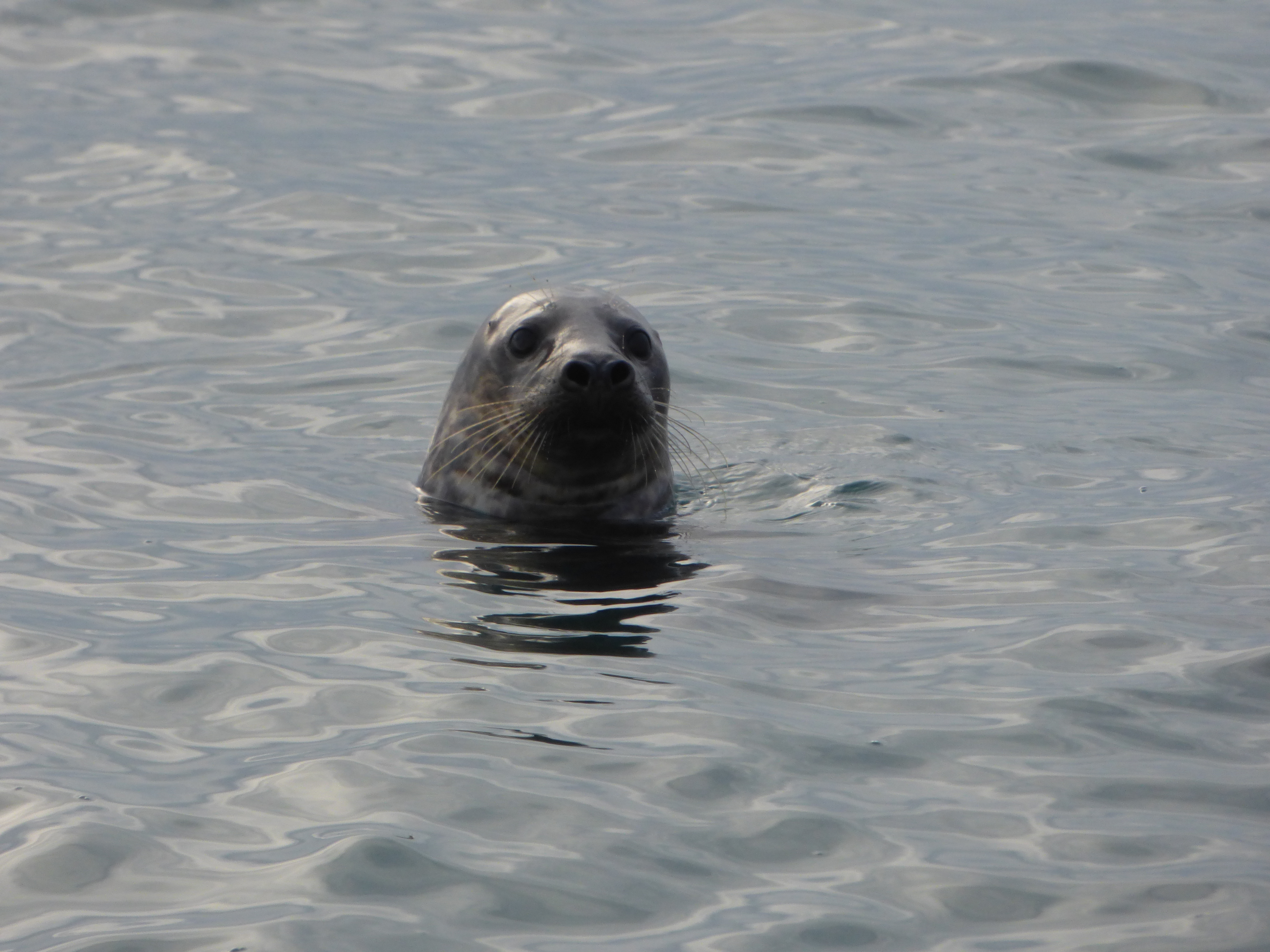 Grijze zeehond in de Noordzee