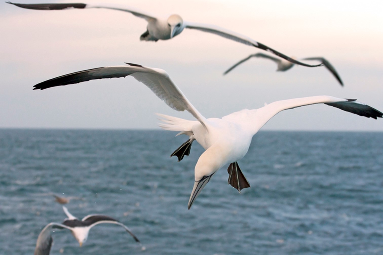 Gannets on the lookout