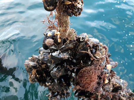 Mosselen aan de lijn in Lyme Bay