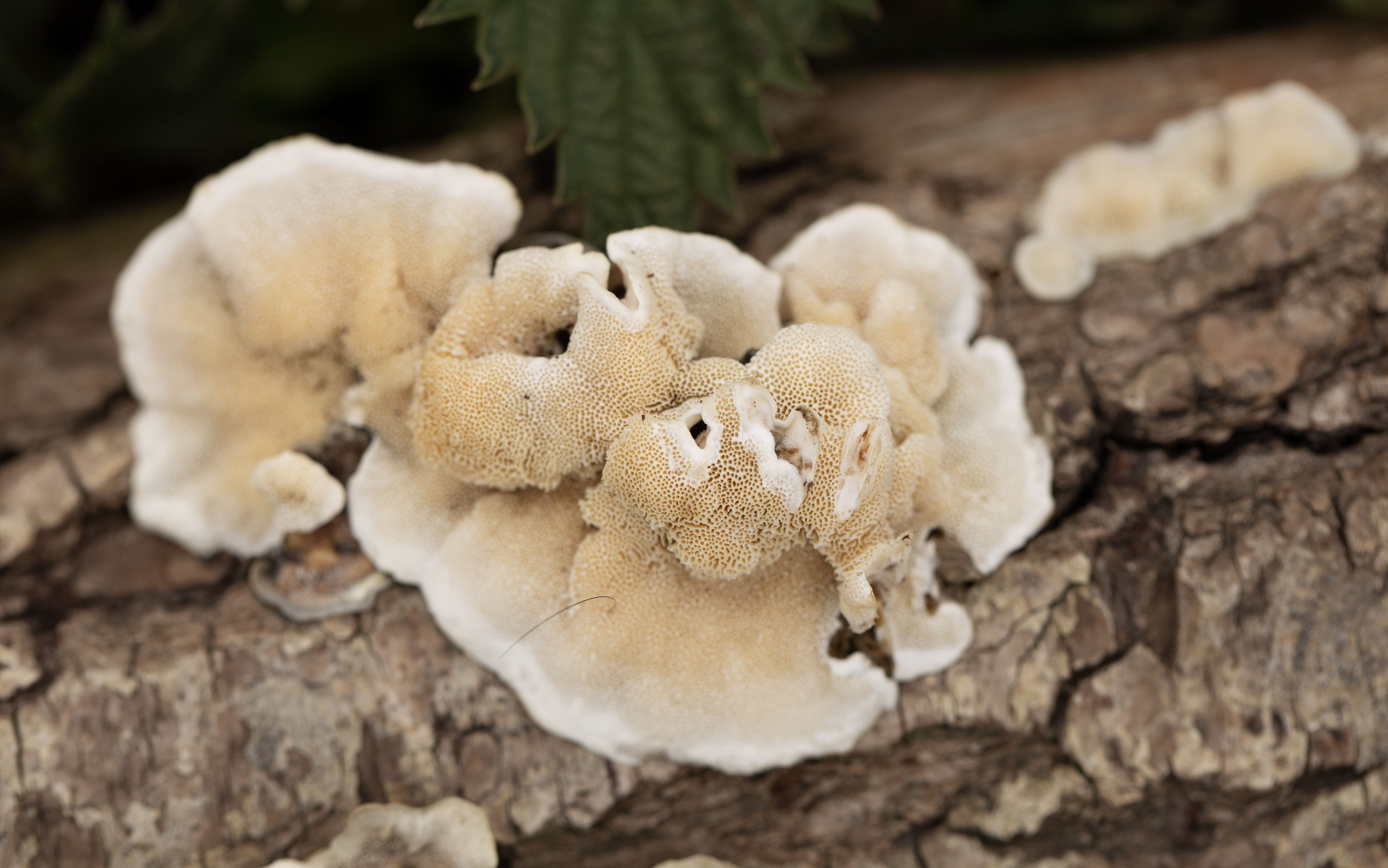 Zwam op hout © Sabine Wolters