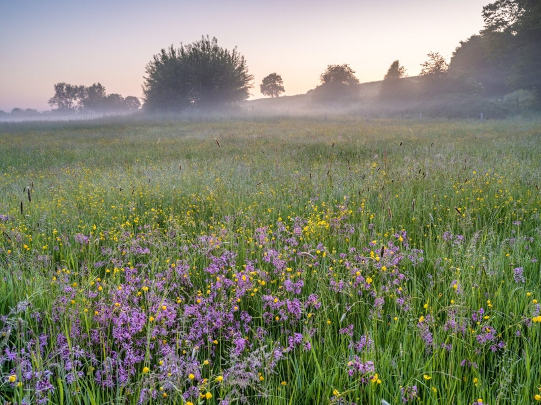 Bloemrijk grasland in Zuid-Limburg