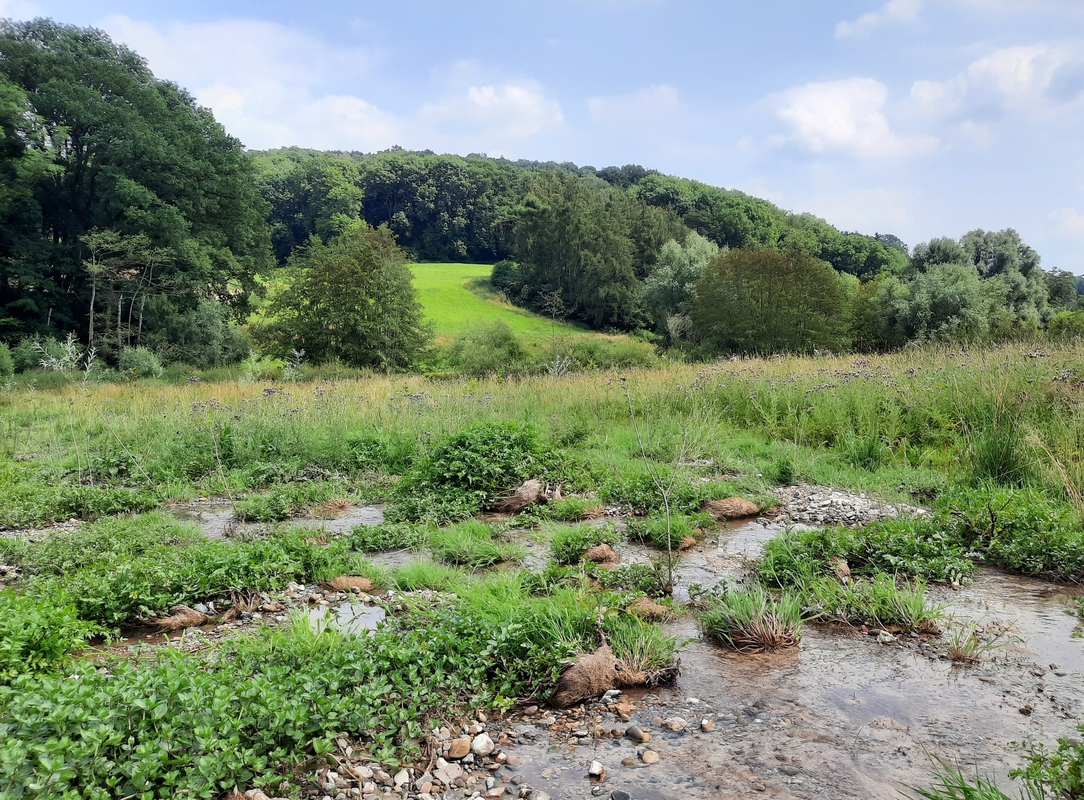 Hellingbos met natuurlijke graslanden