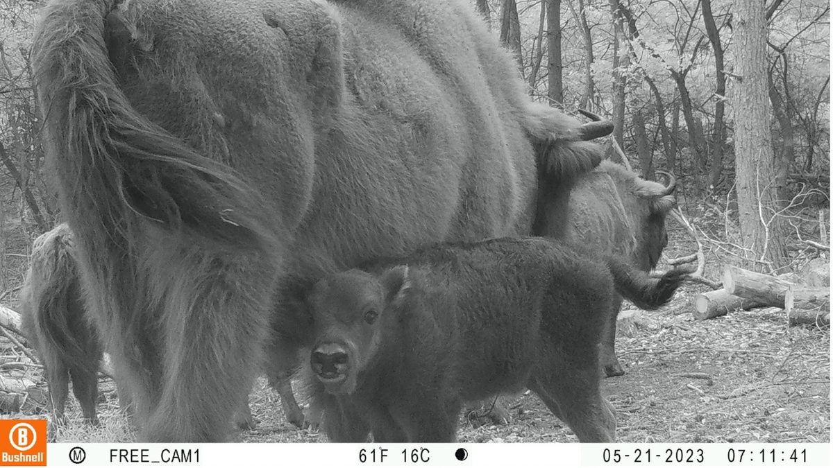 Wisentkoe zoogt kalf