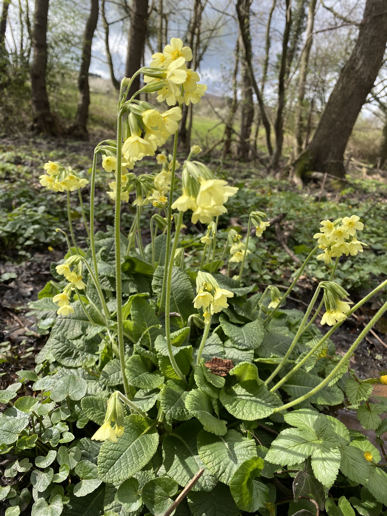 Lente, Wolfhaag, Imke Nabben