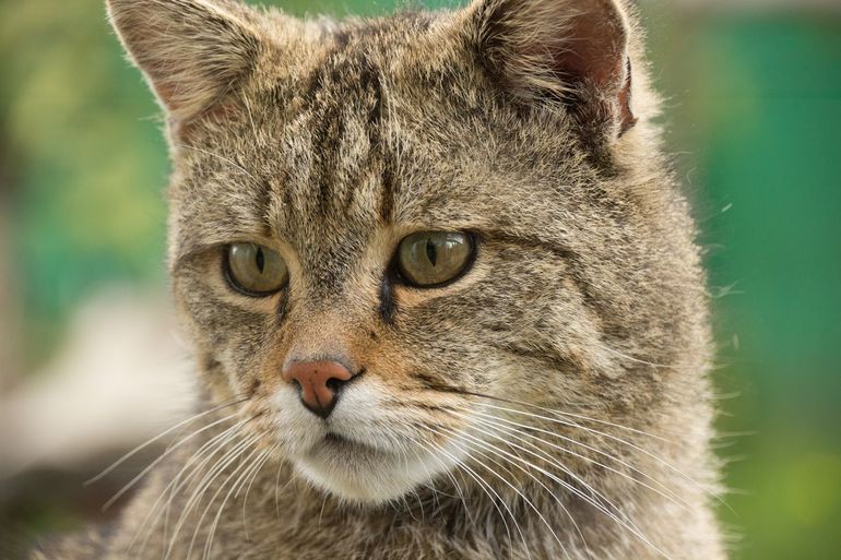 Wilde Kat © Jasja Dekker Dierecologie