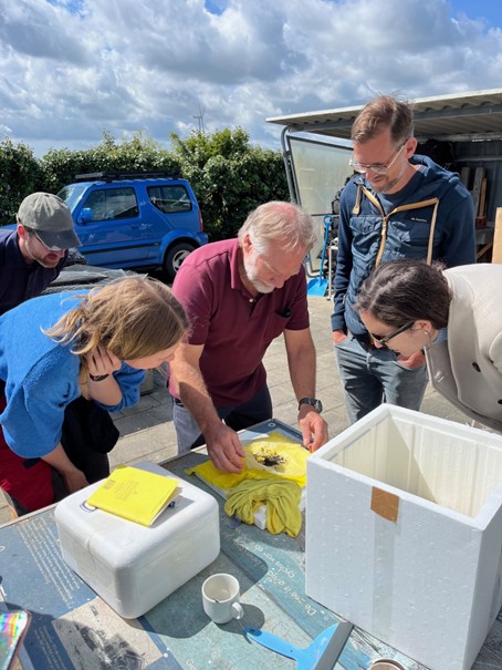 Transport van oesterlarven in een doodgewone koffiefilter. 