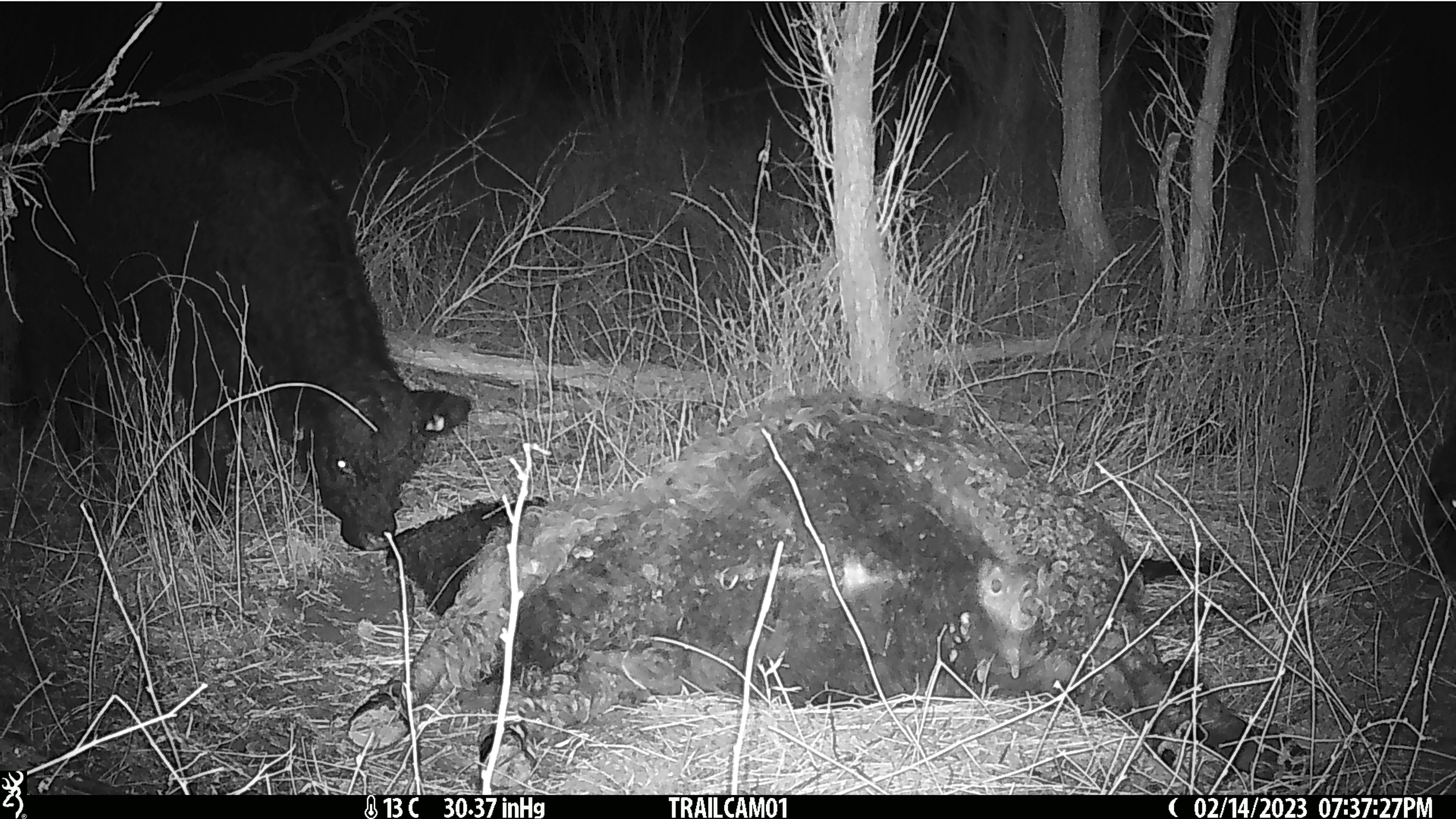 Galloway bezoekt overleden kuddegenoot