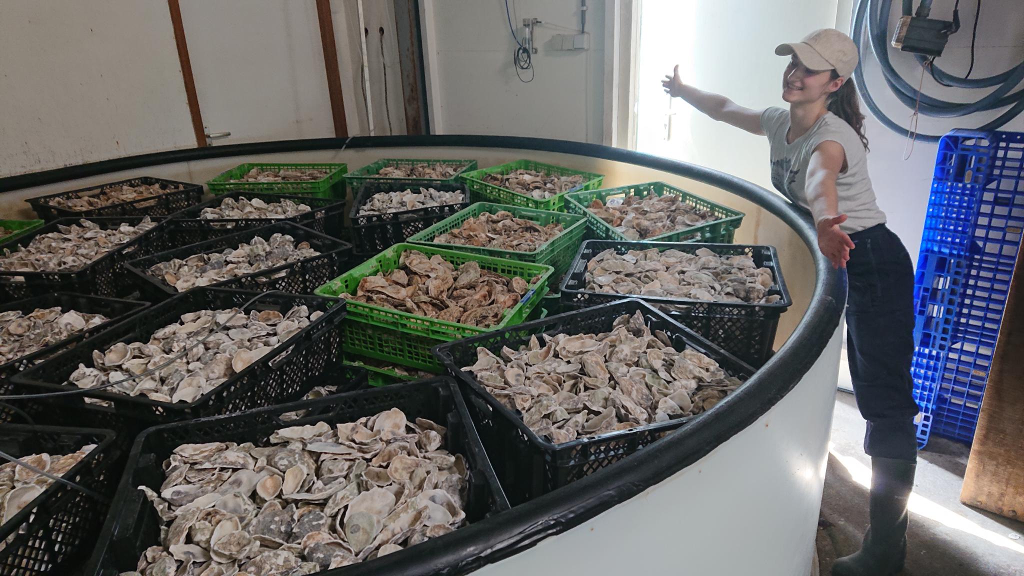 Oesters in bakken in de kwekerij