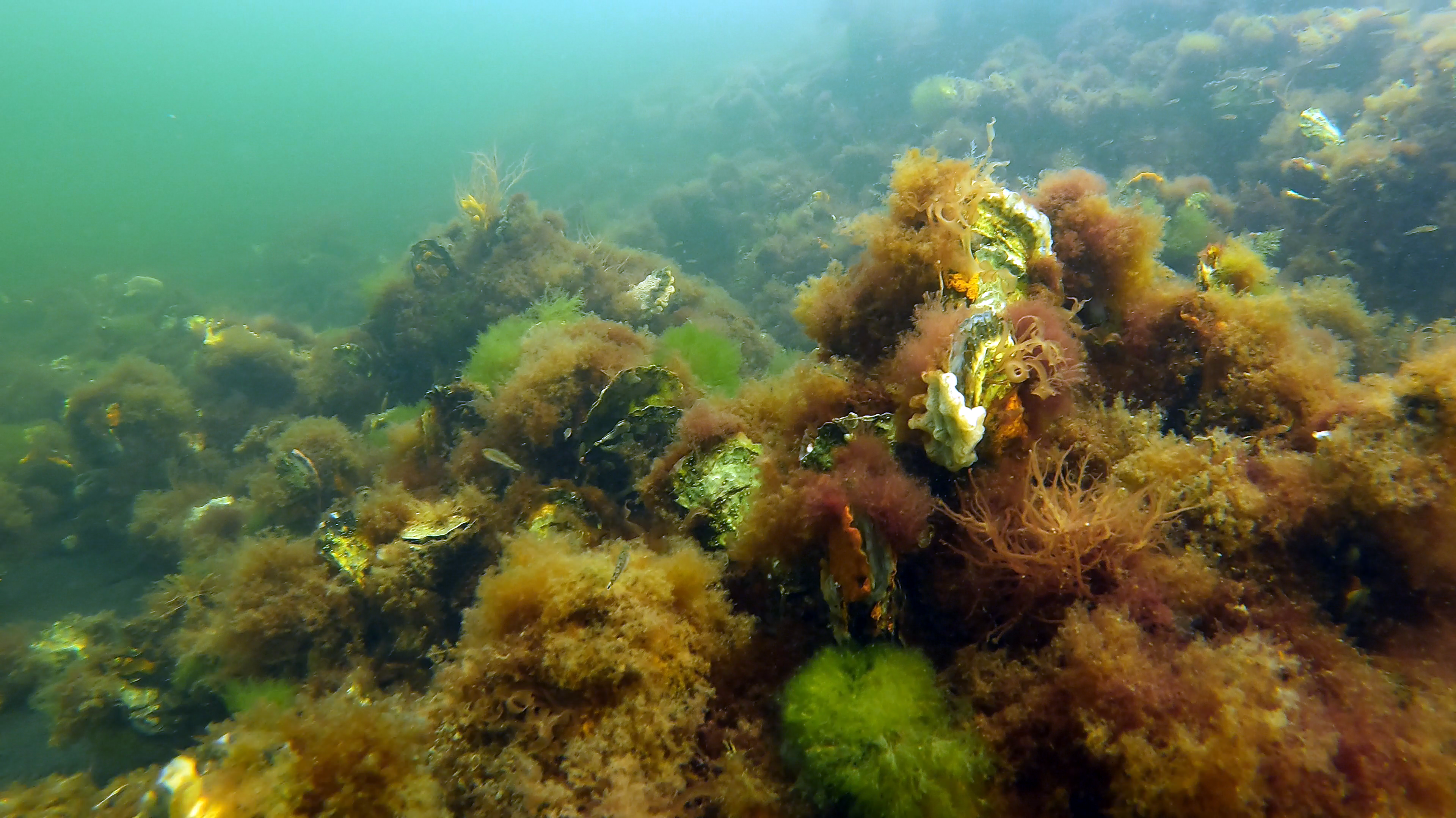 Wilde oesters bouwen riffen