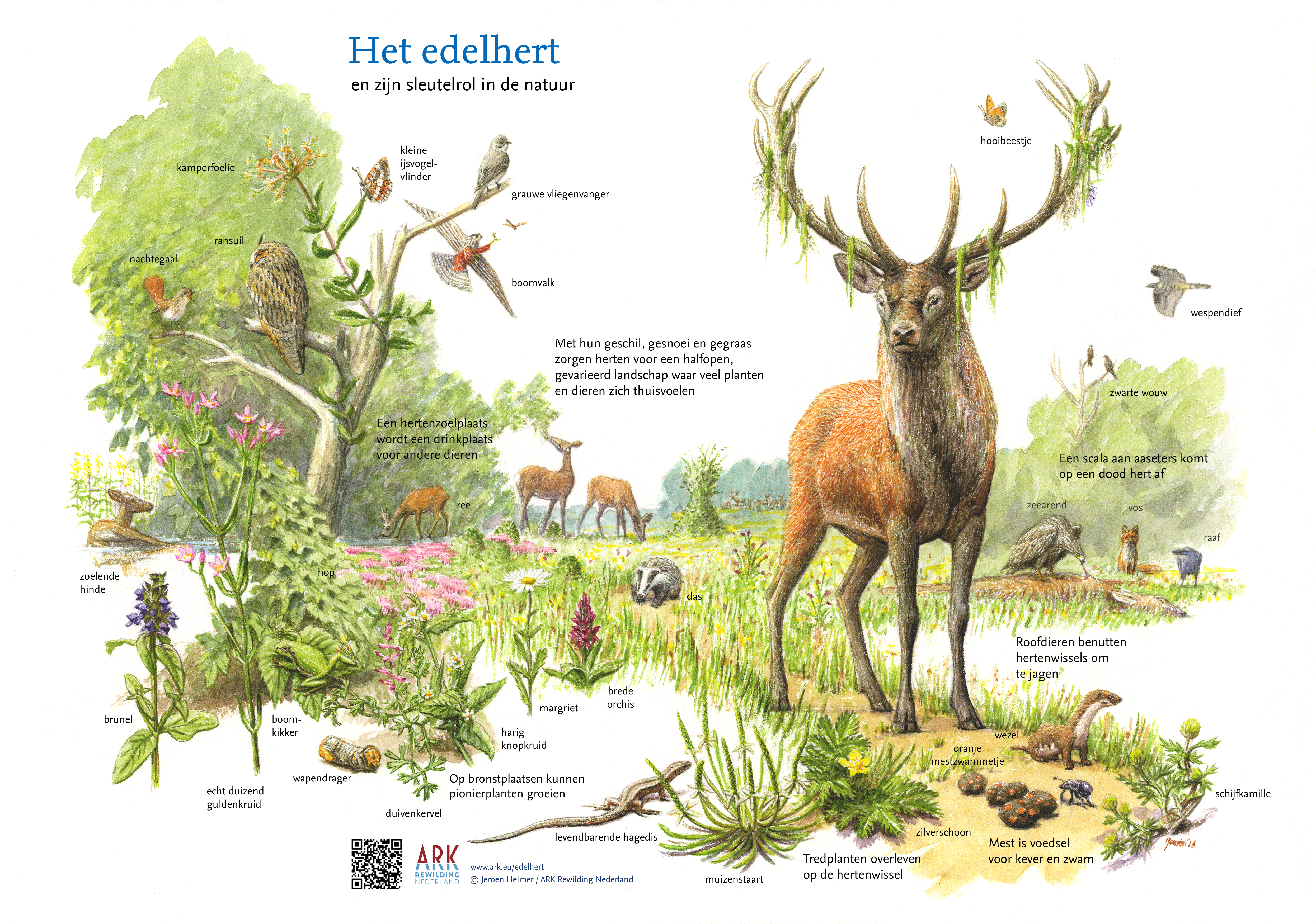 Edelhert sleutelsoort