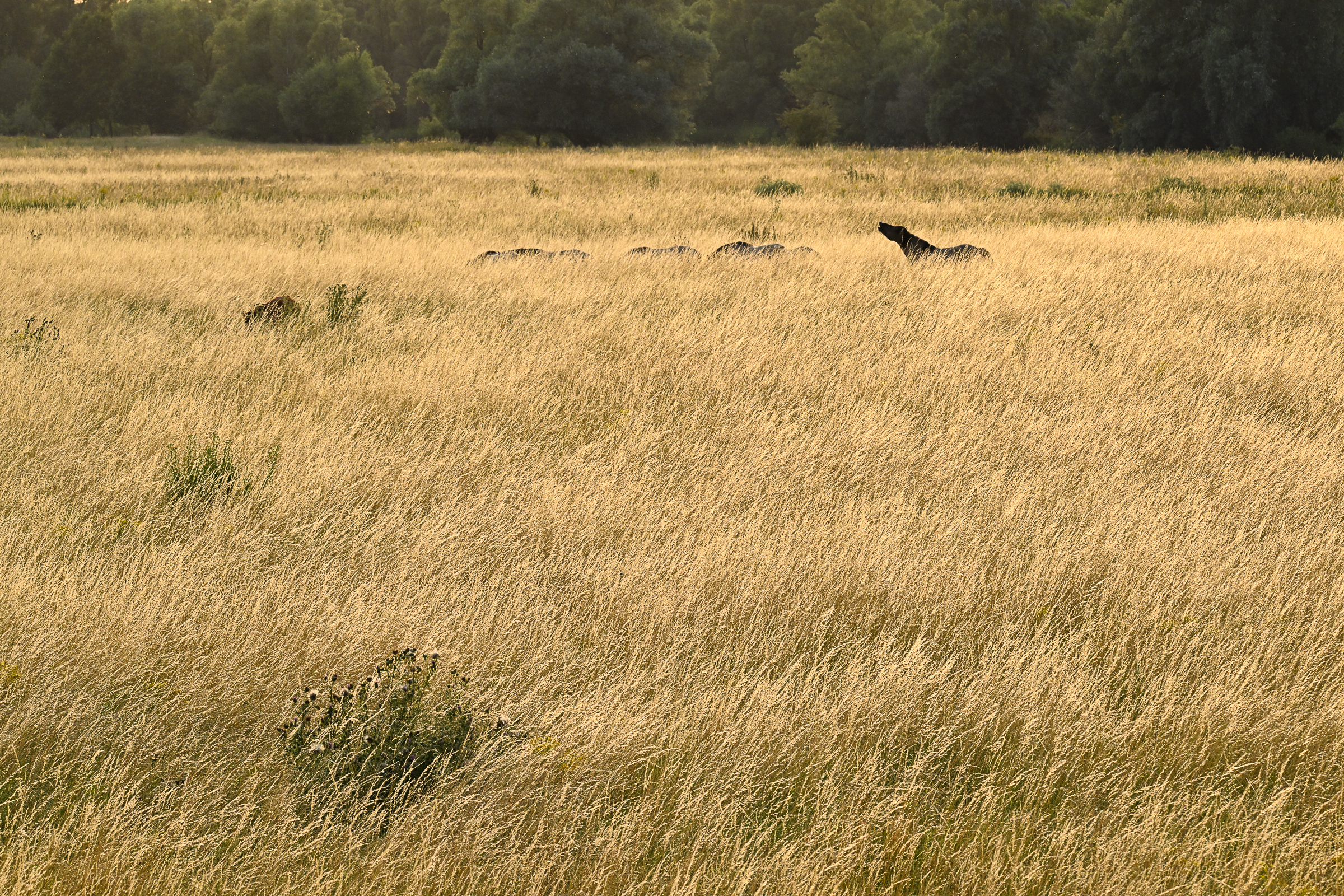 Konik-paarden grazen op een door grassen gedomineerde uiterwaard aan de Waal bij de Gendtse Waarden.