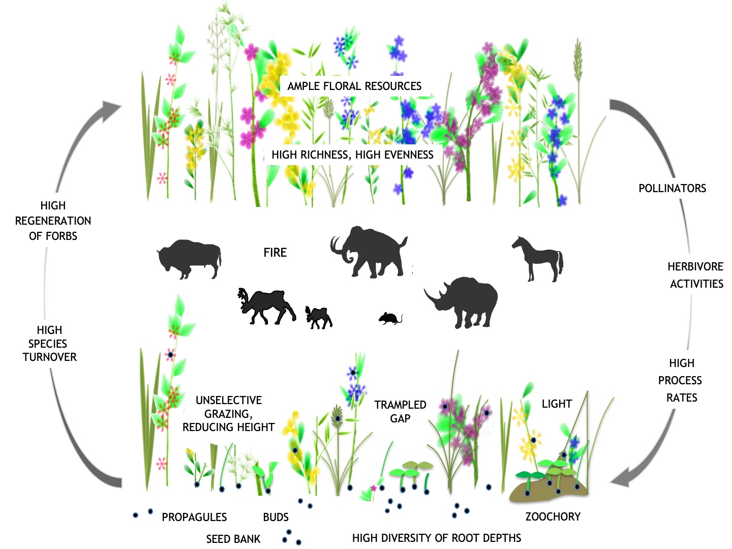 Sterke plant-megafauna feedbacks 