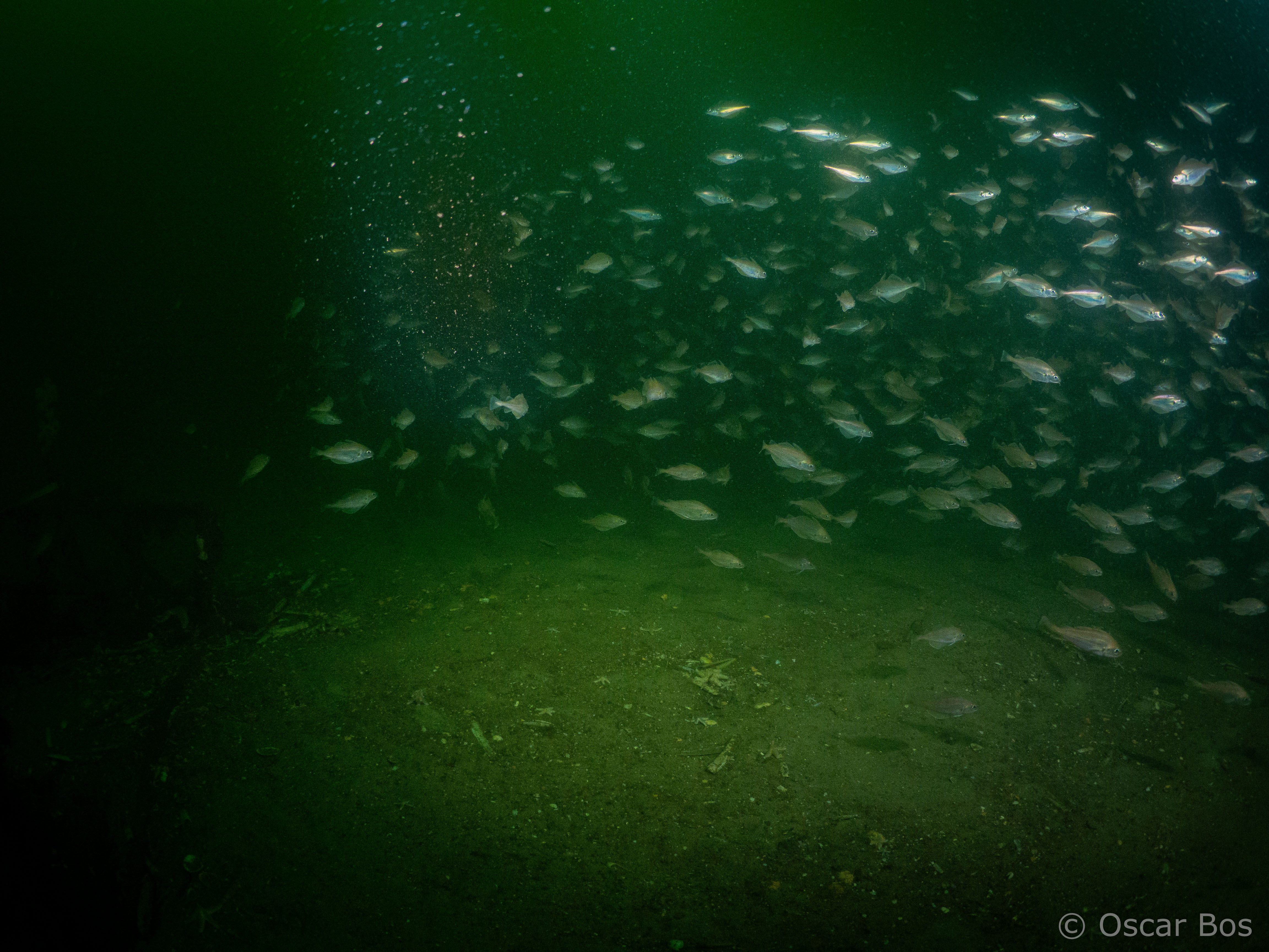 Steenbolken bij de Borkumse stenen