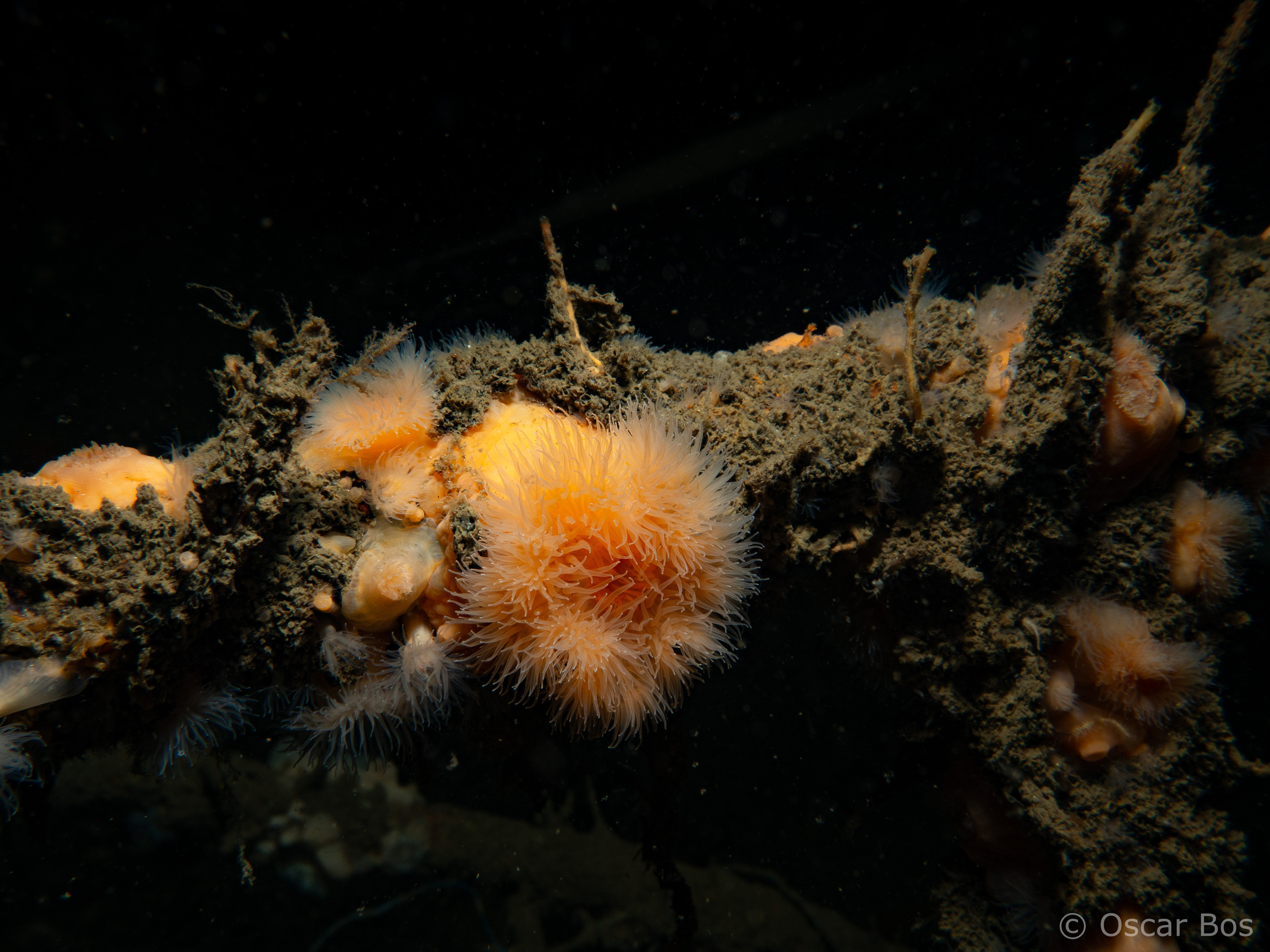 Zeeanemonen vastgegroeid aan uitzetmateriaal bij Borkumse stenen