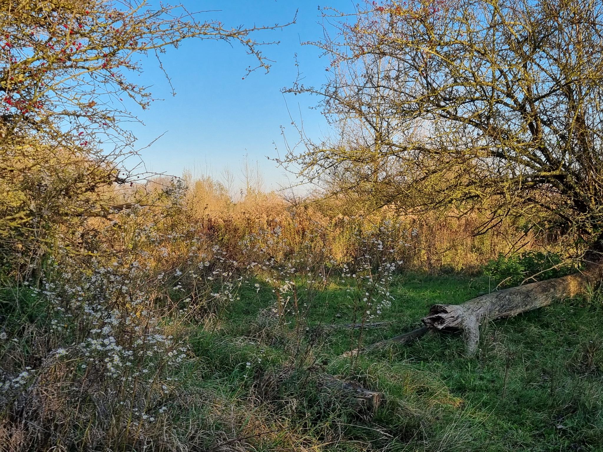 Herfst in het ooibos