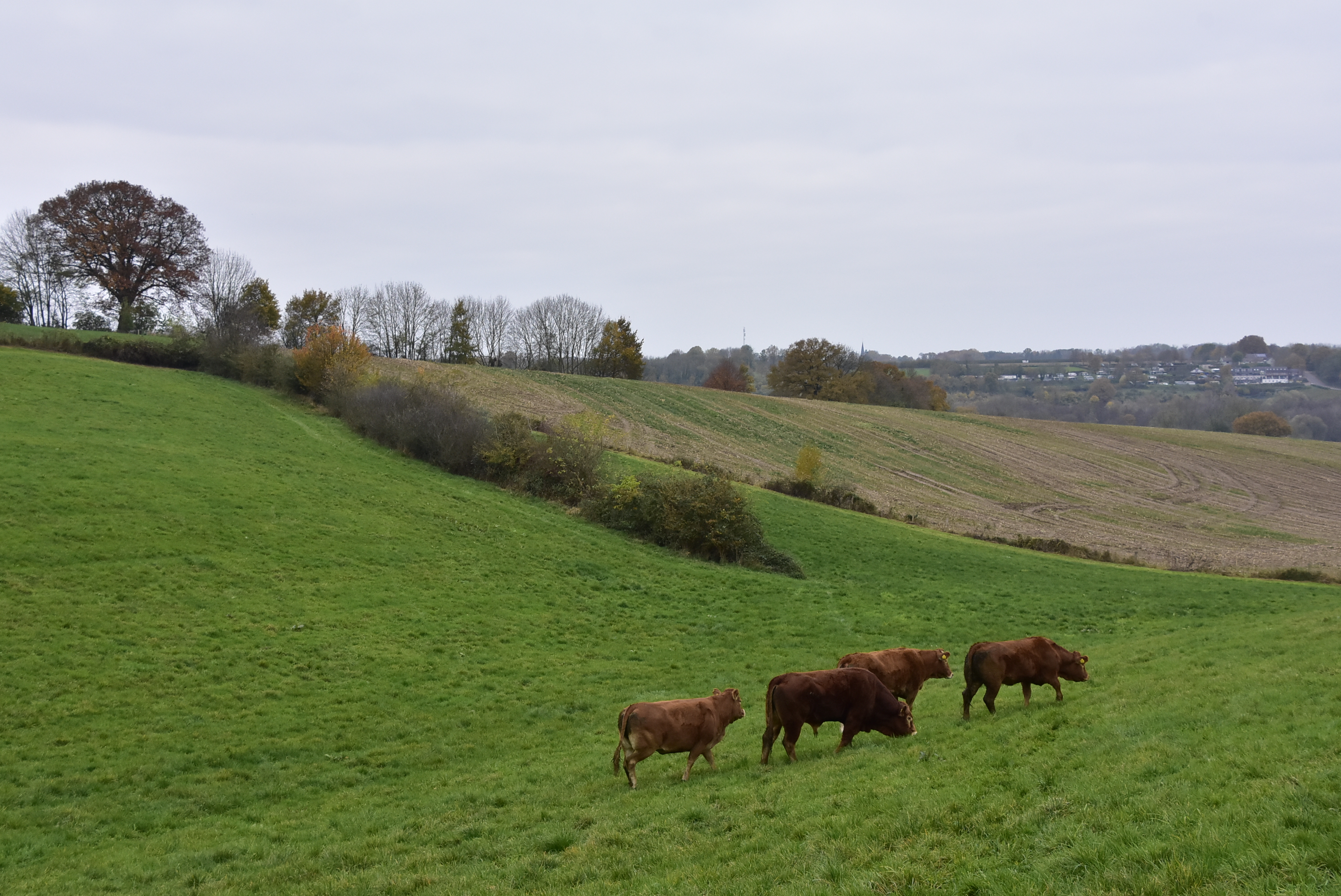 Runderen sjouwen door het Noordal