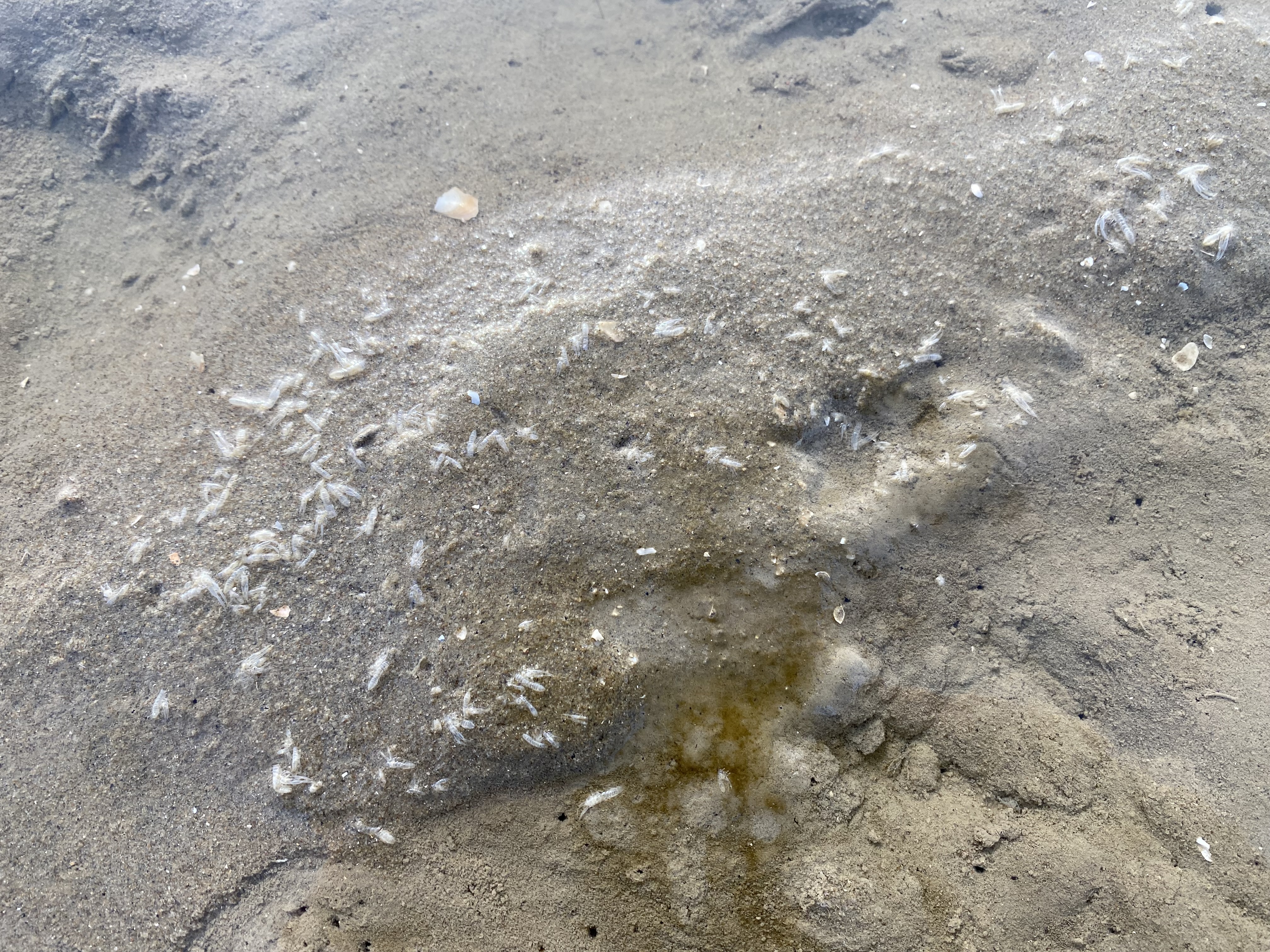 Vervellingshuidjes van slijkgarnalen (Francesc Montserrat)