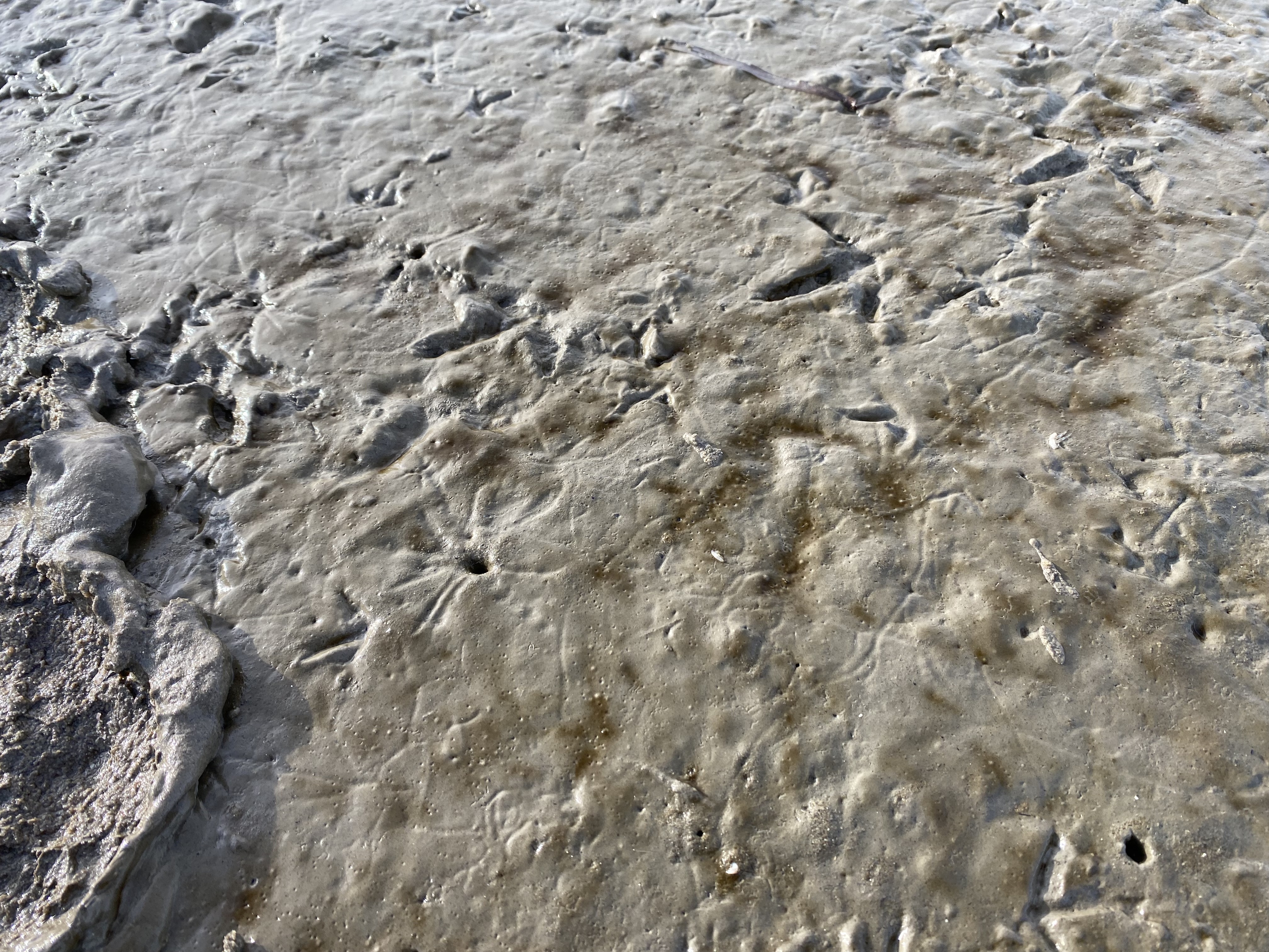 Sporen in het slik (Francesc Montserrat)