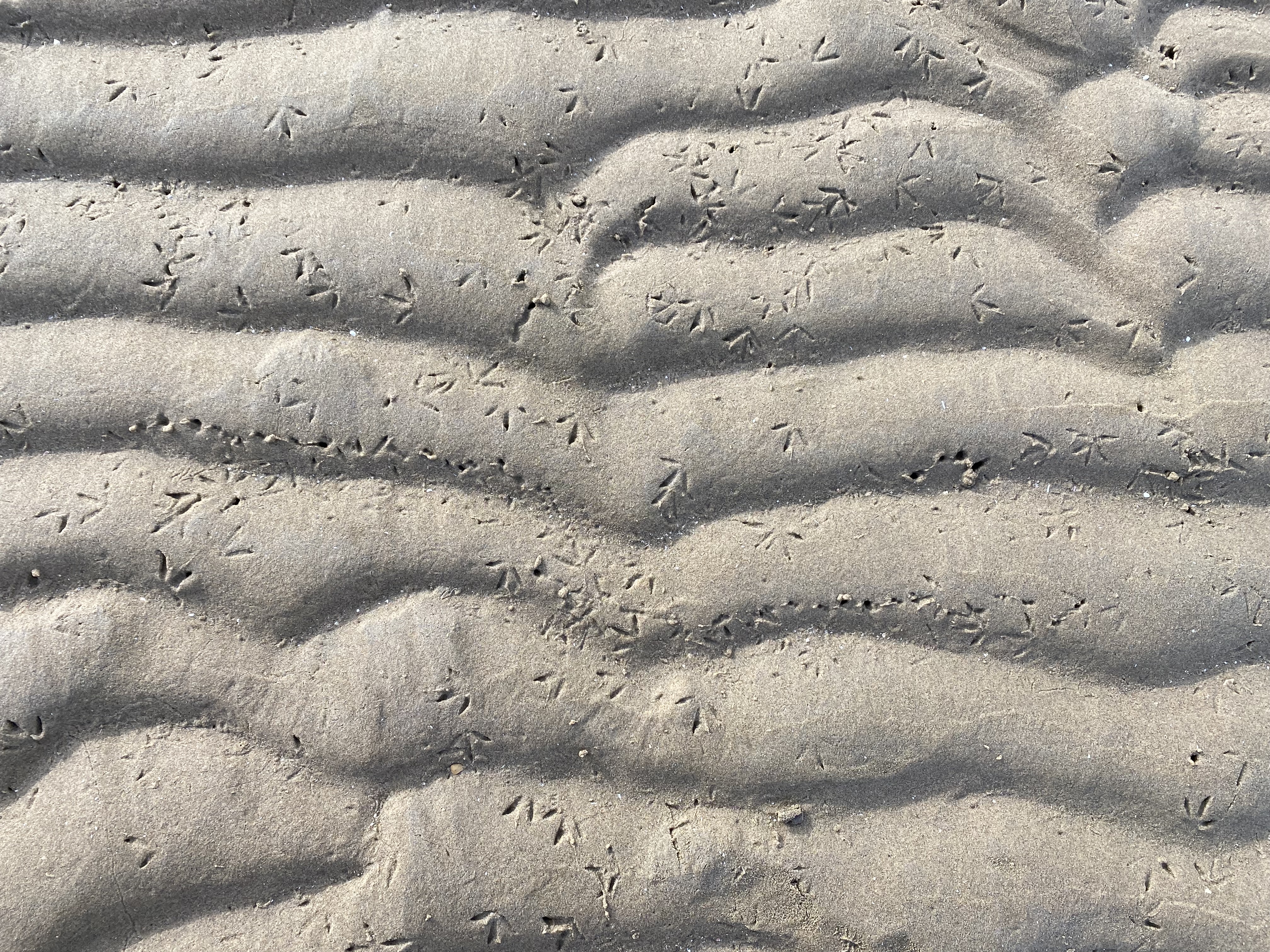 Sporen in het slik (Francesc Montserrat)