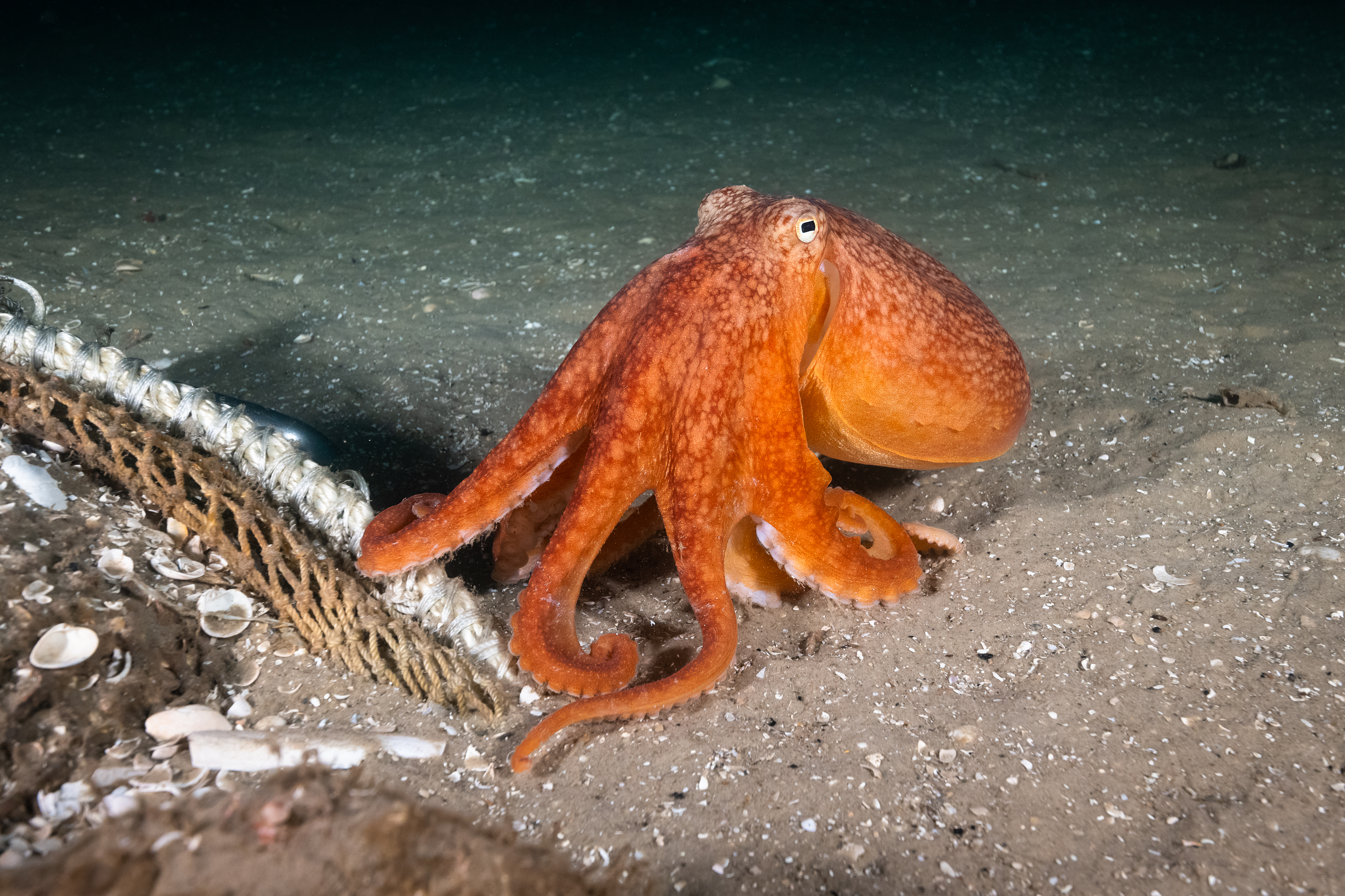 Octopus. Fotograaf: Joost van Uffelen