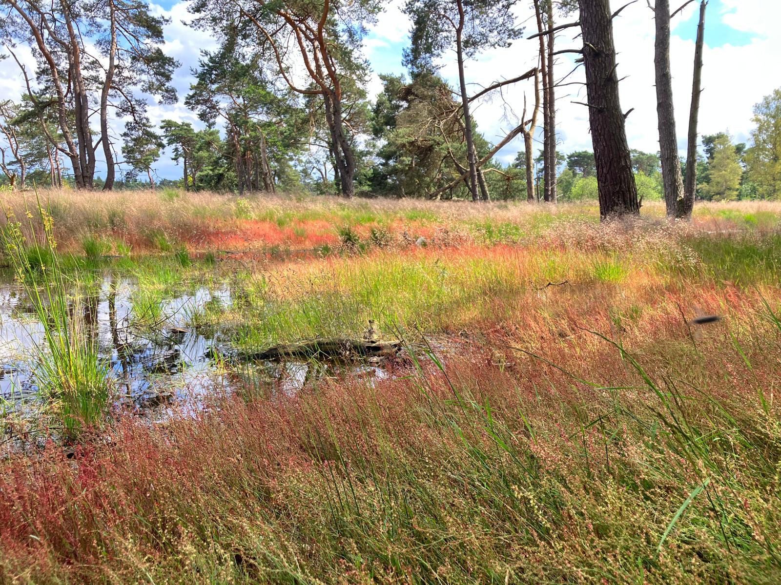 Landschap met schapenzuring