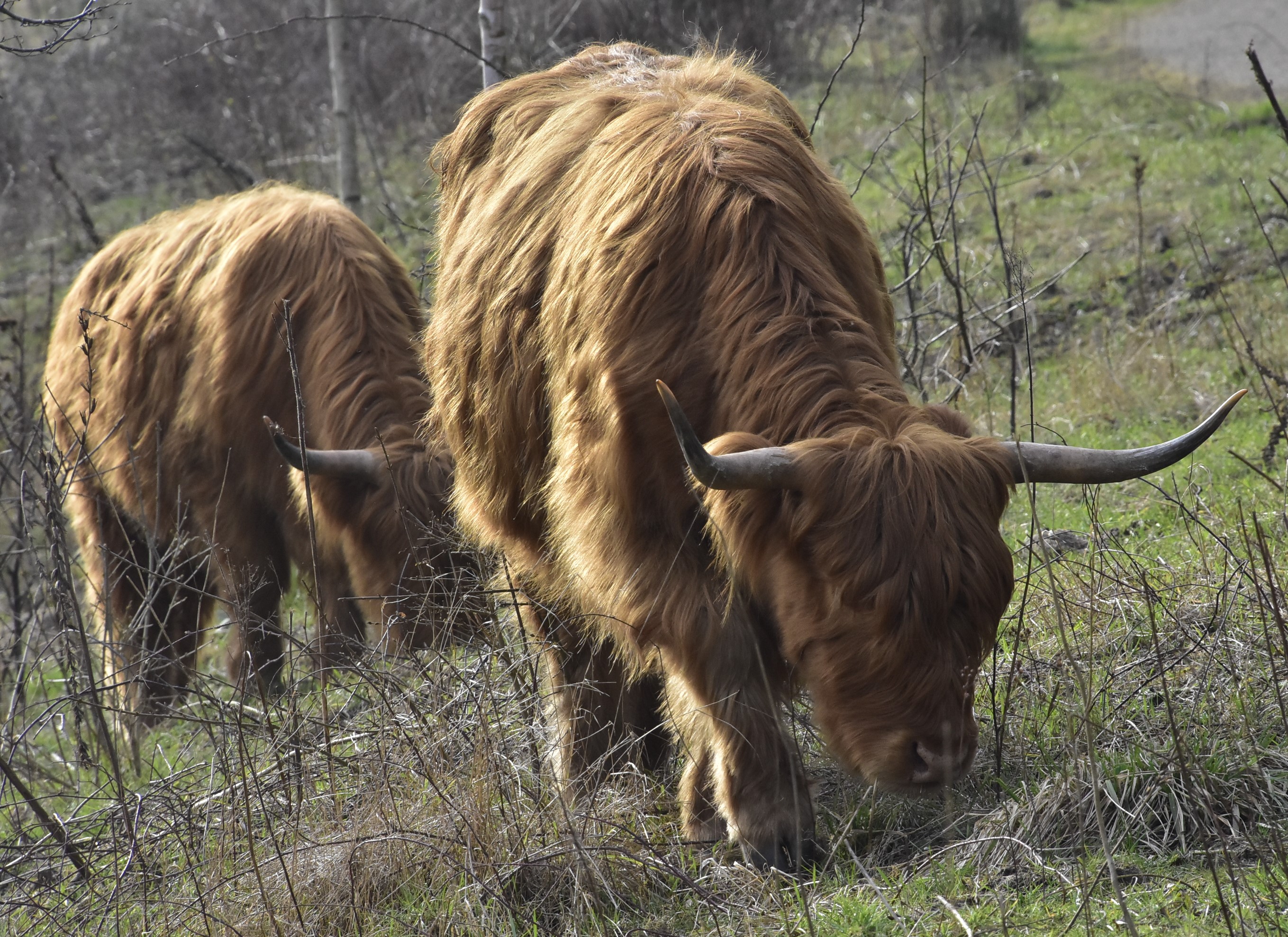 schotse hooglanders op flauwe oever EVB