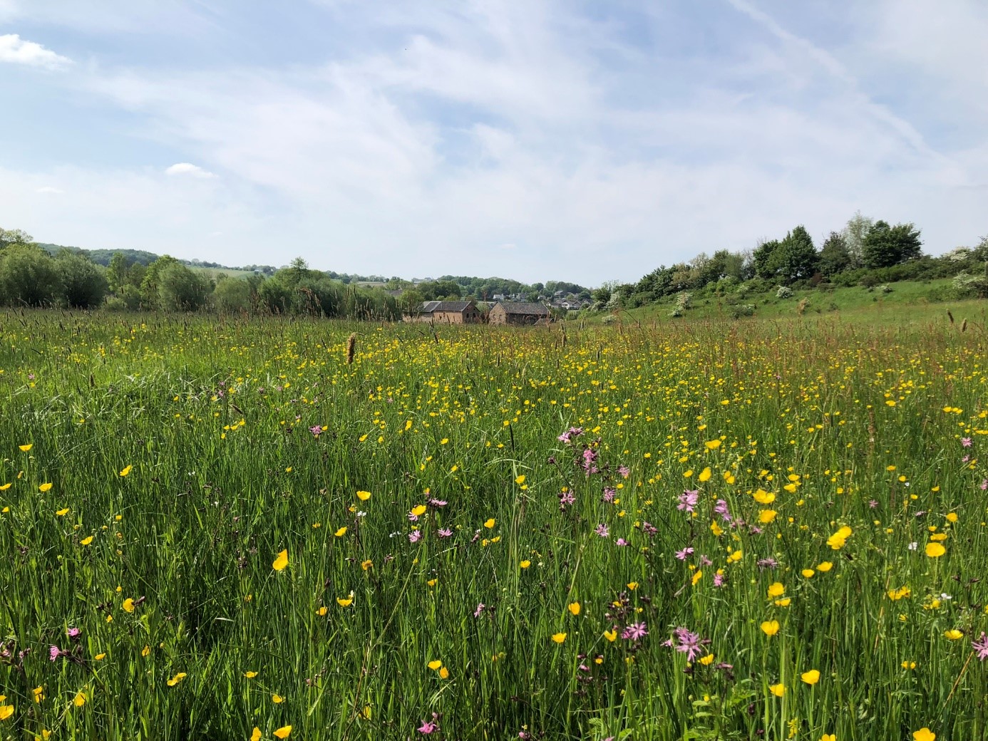 Weelderige nat-hooilandvegetatie bij de Valmolen in het Geuldal.