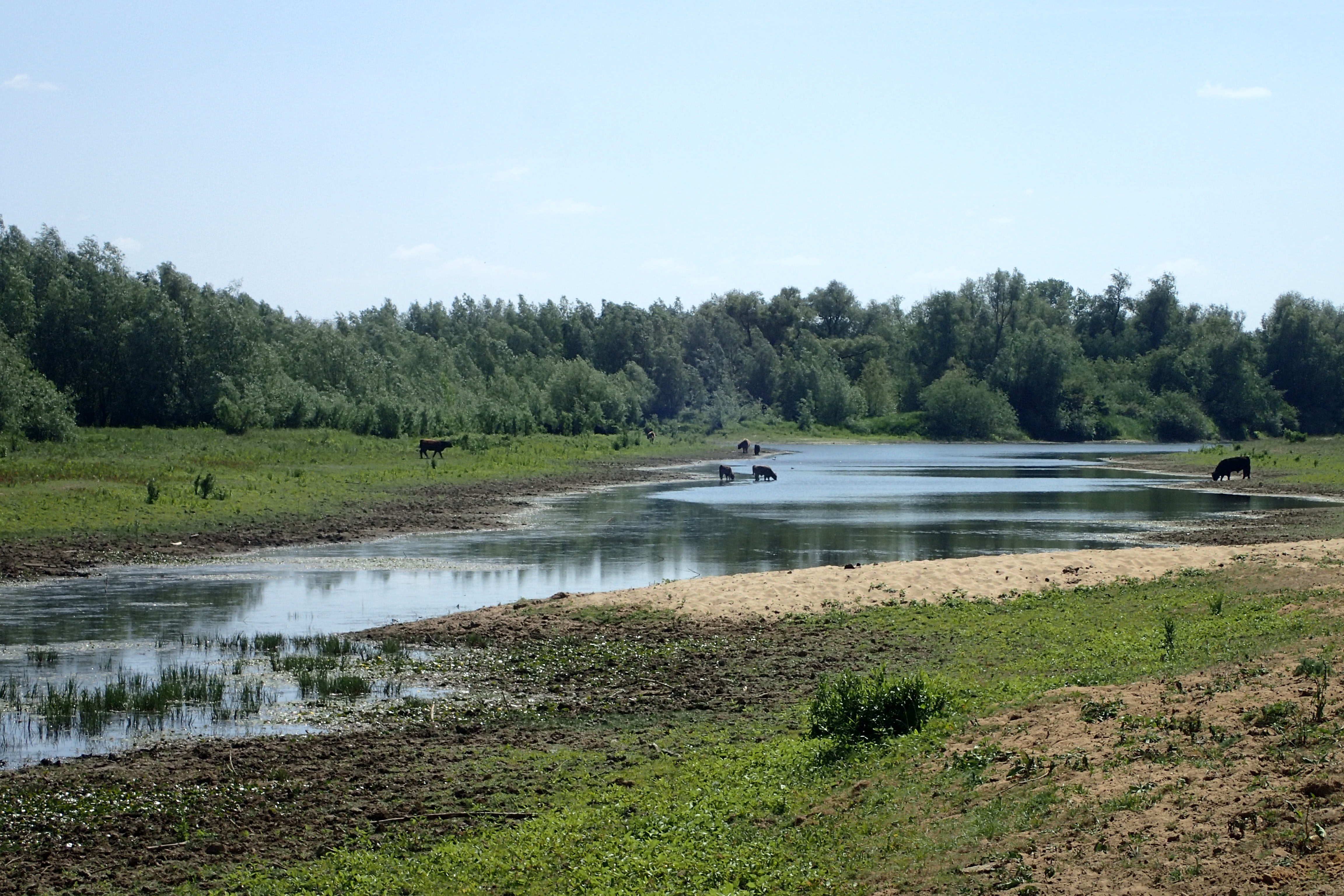 Millingerwaard