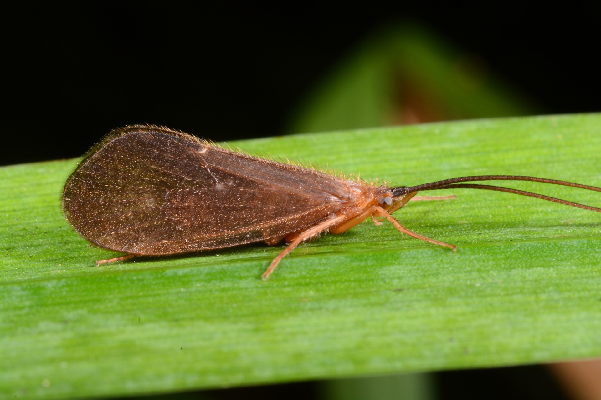 Kalme najaarsschietmot