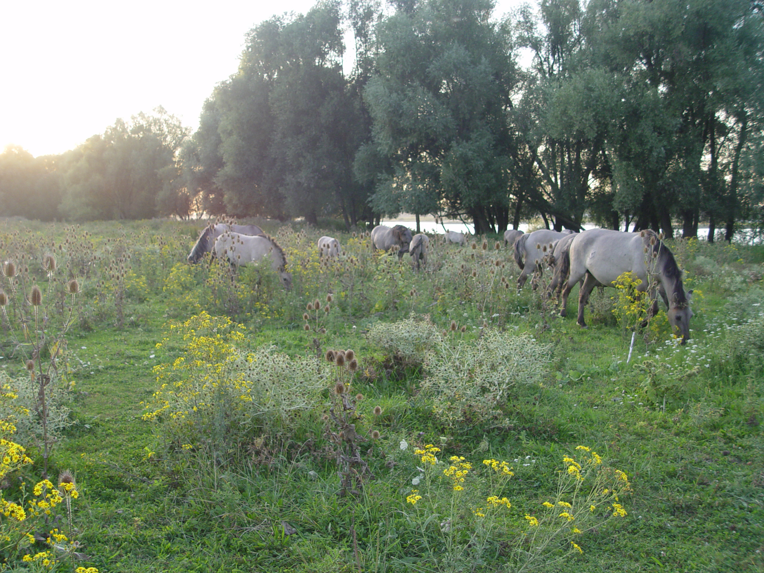 'Kruidenlanden' ontstonden in een samenspel met grazers. Beuningen, Esther Linnartz