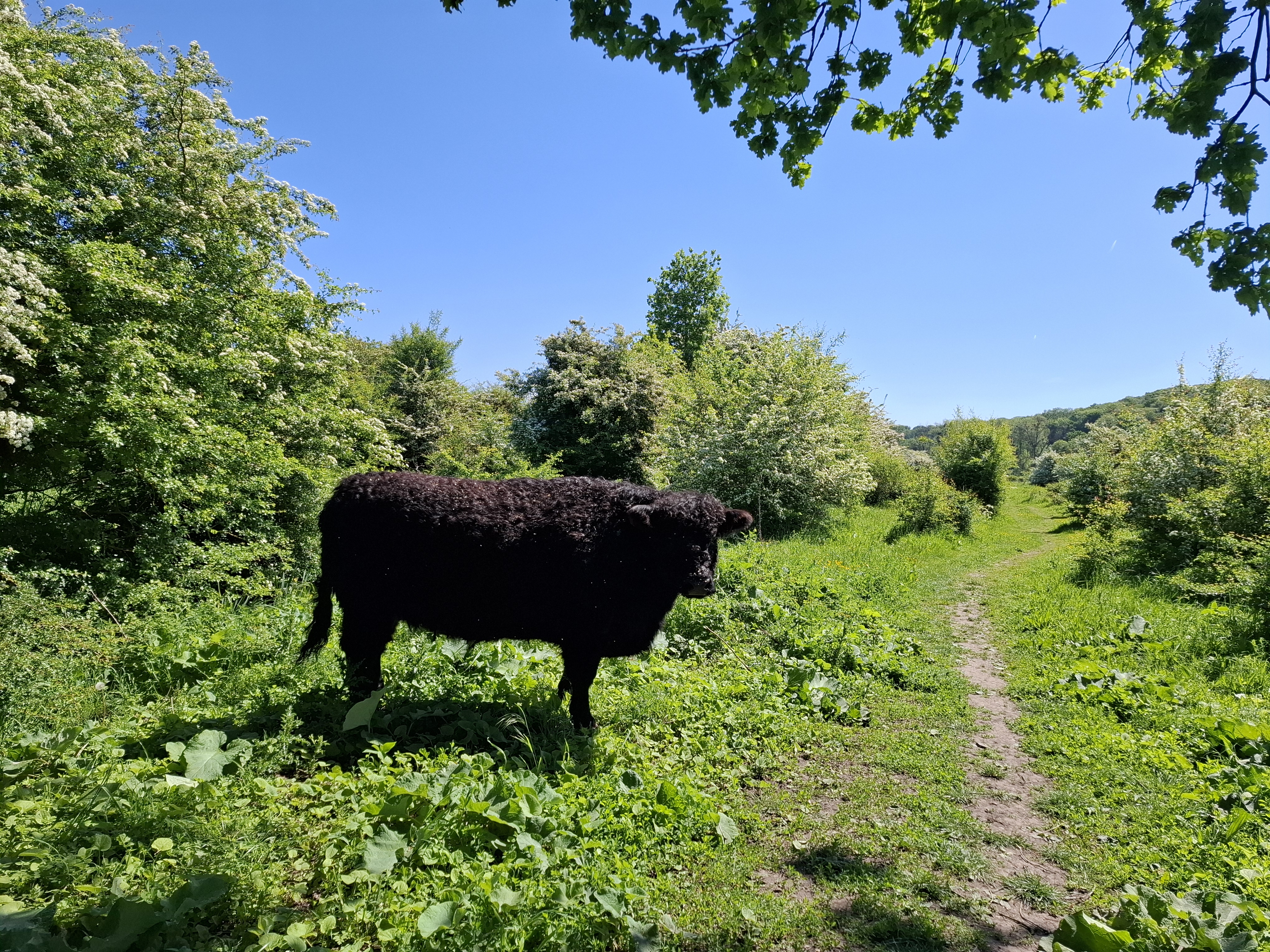 Galloway in Ingendael