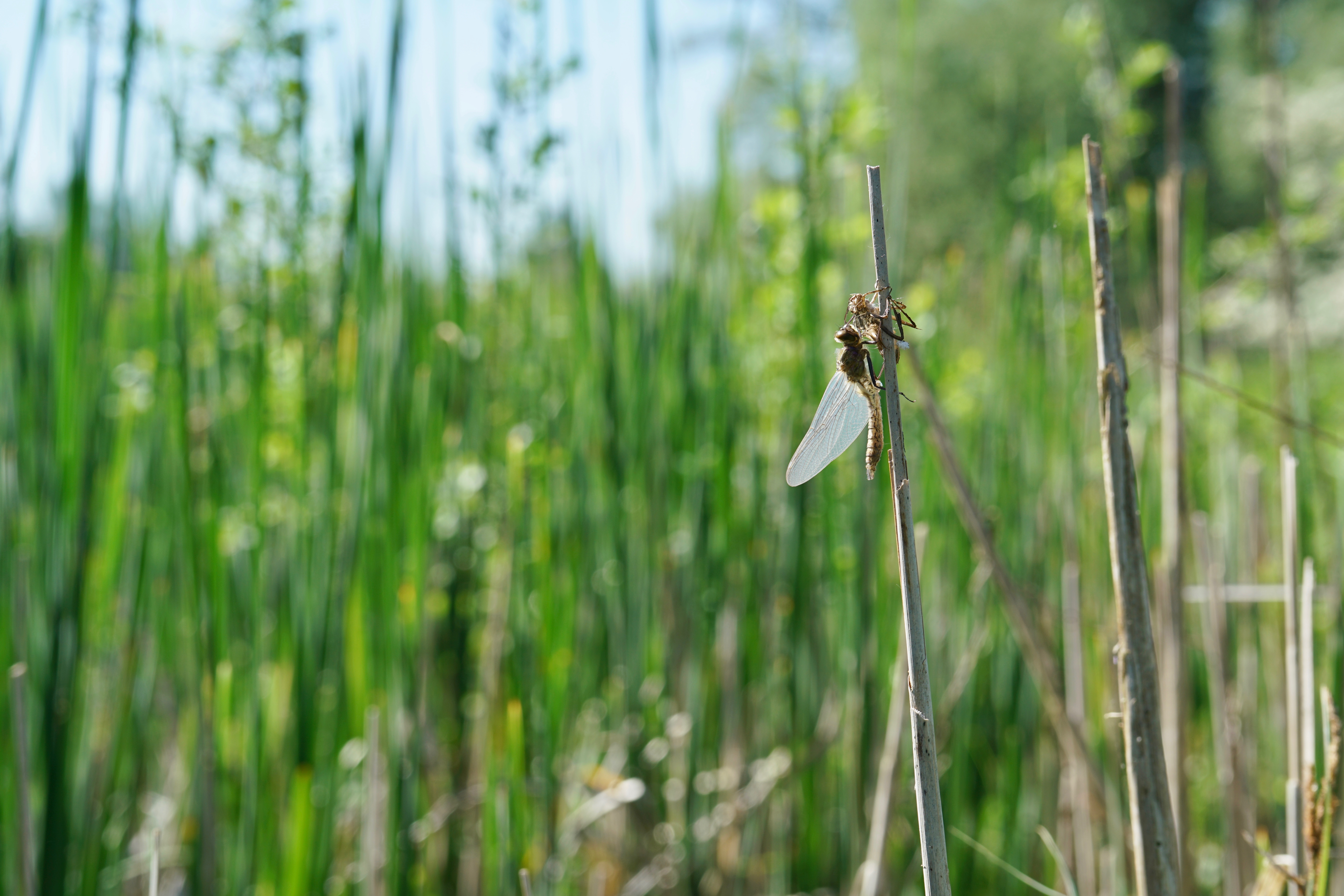 Uitsluipende smaragdlibel 