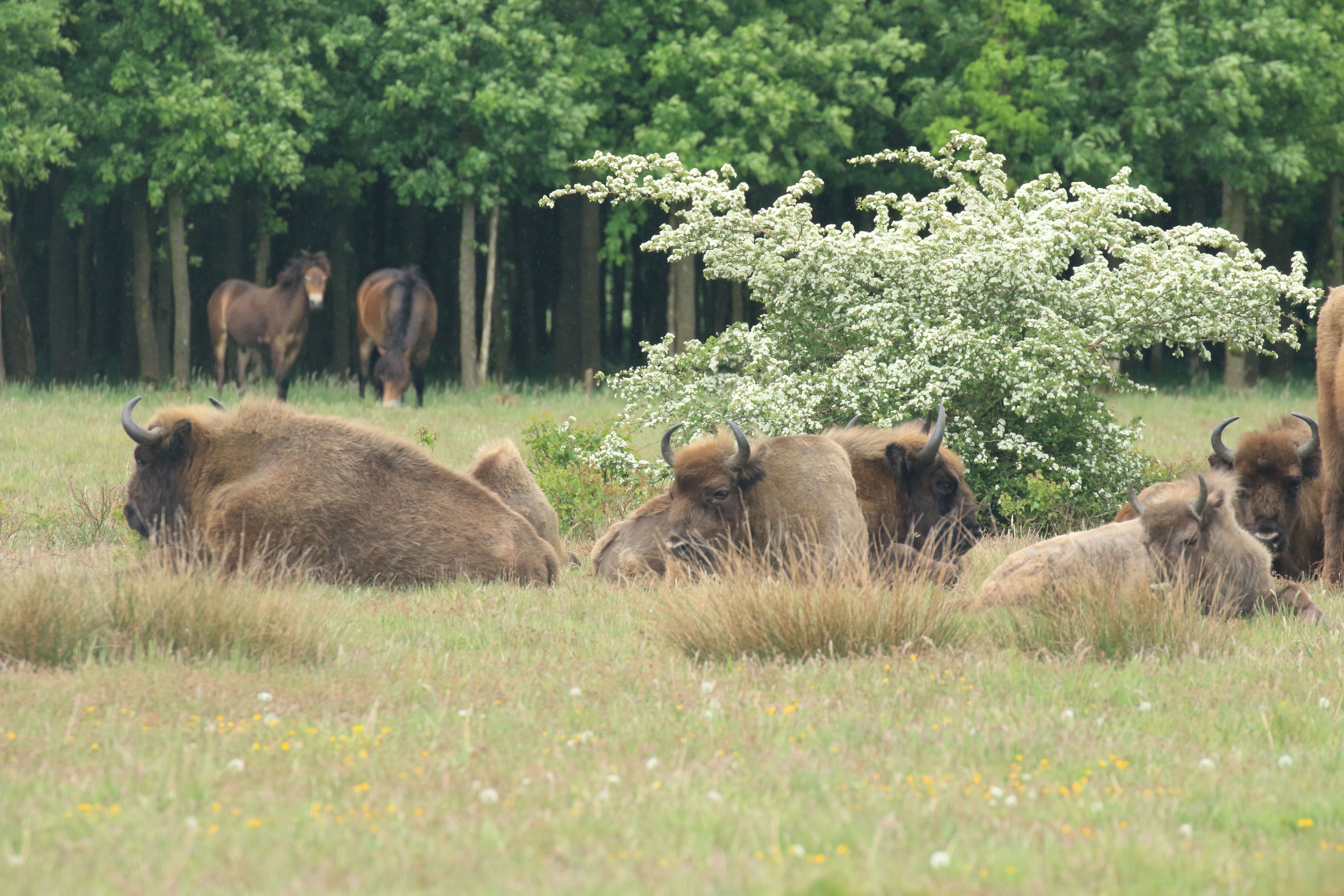 Diverse grazers hebben samen de grootste impact. Maashorst, wisent, exmoorpony.