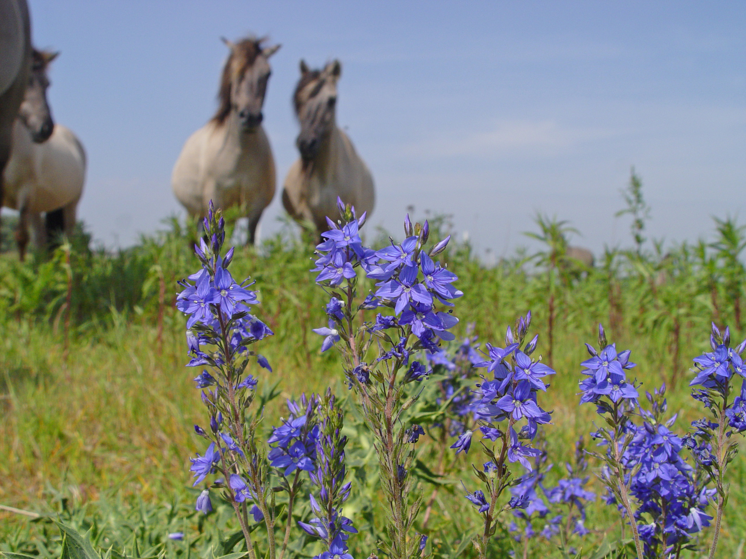 Jaarrondbegrazing geeft de grootste rijkdom. Beuningen. Esther Linnartz.