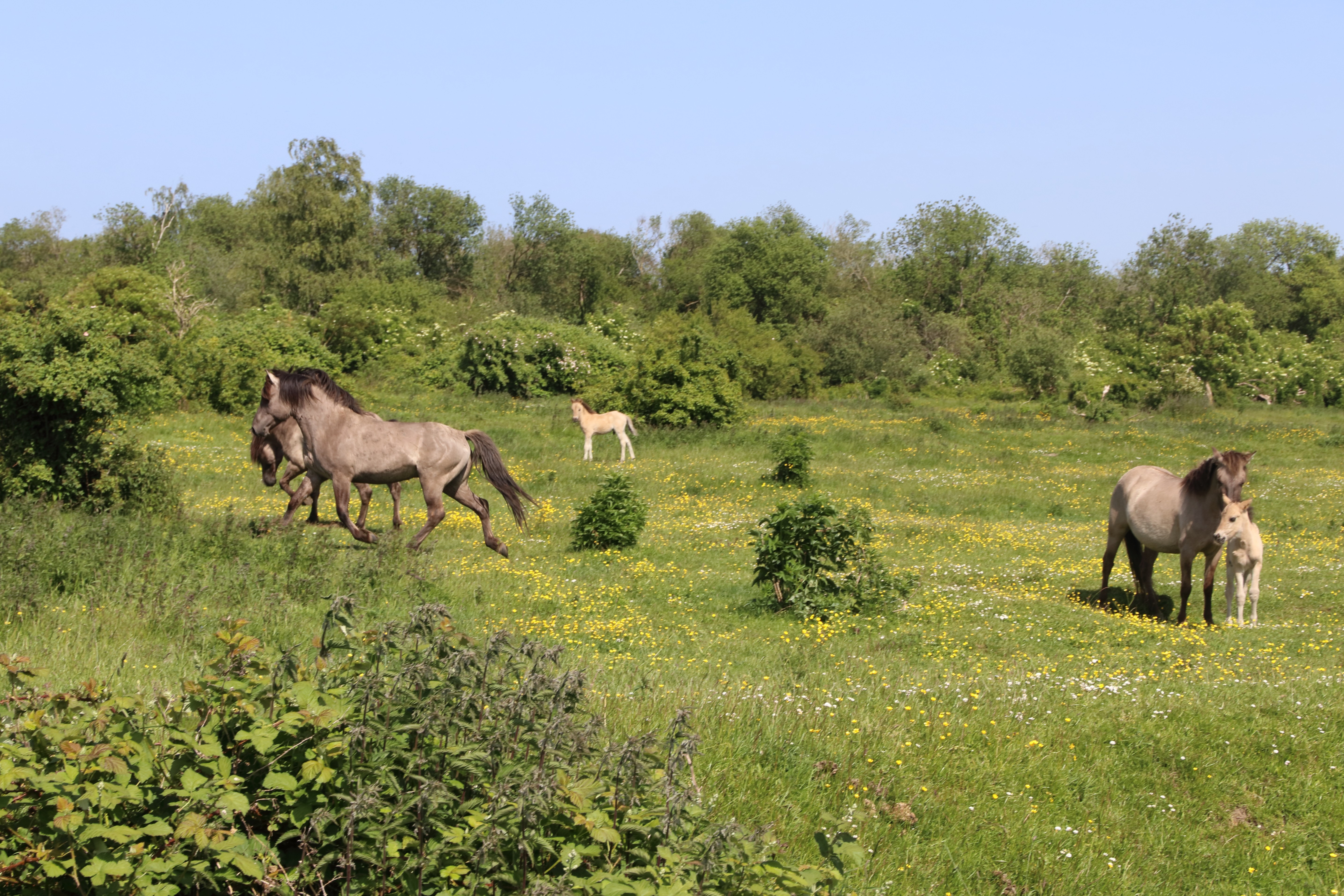 Konikpaarden zorgen structuur in de vegetatie bij Slikken van de Heen.