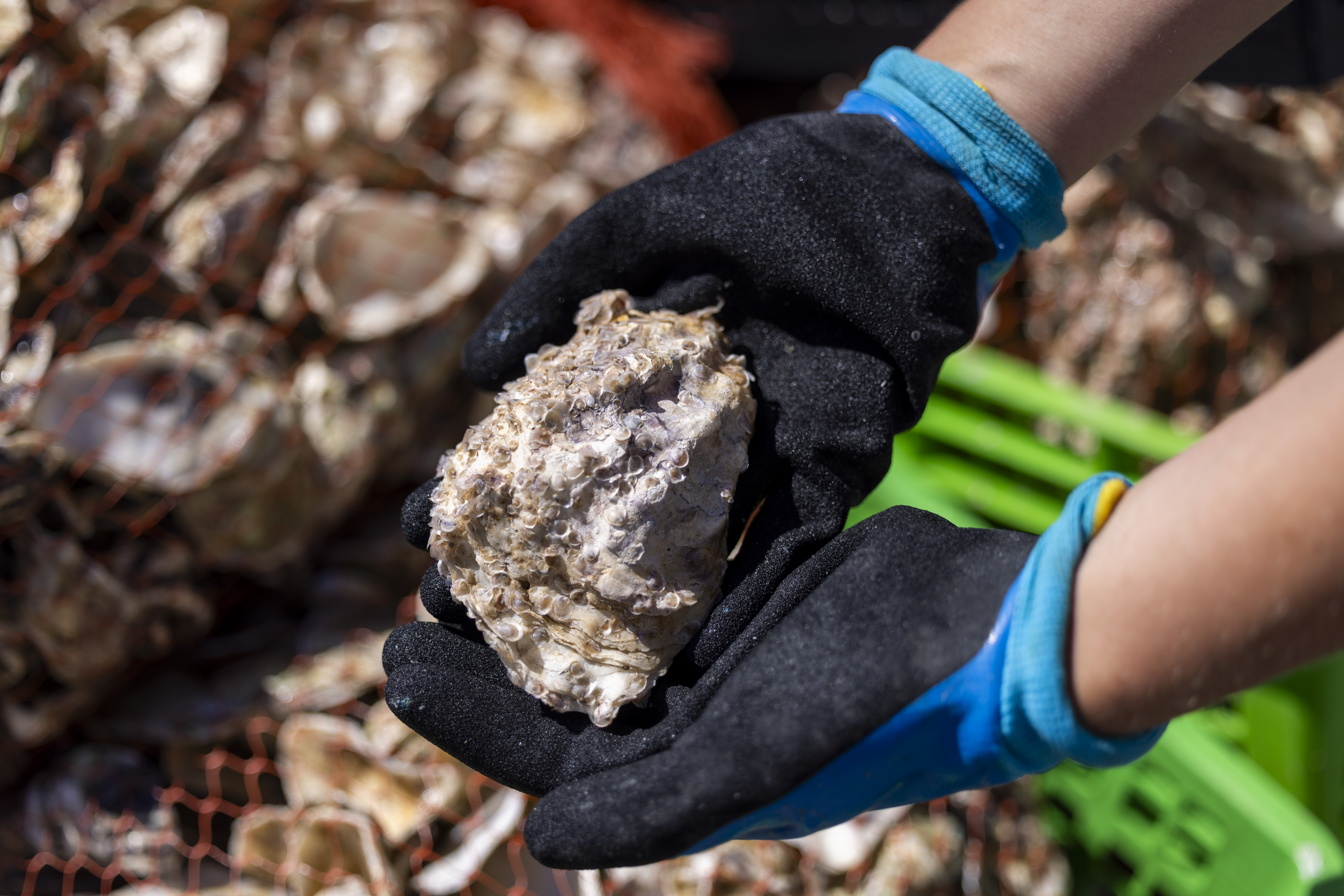 Oesterschelp met jonge oesters erop. Foto Marijn Smulders, Deltafilm