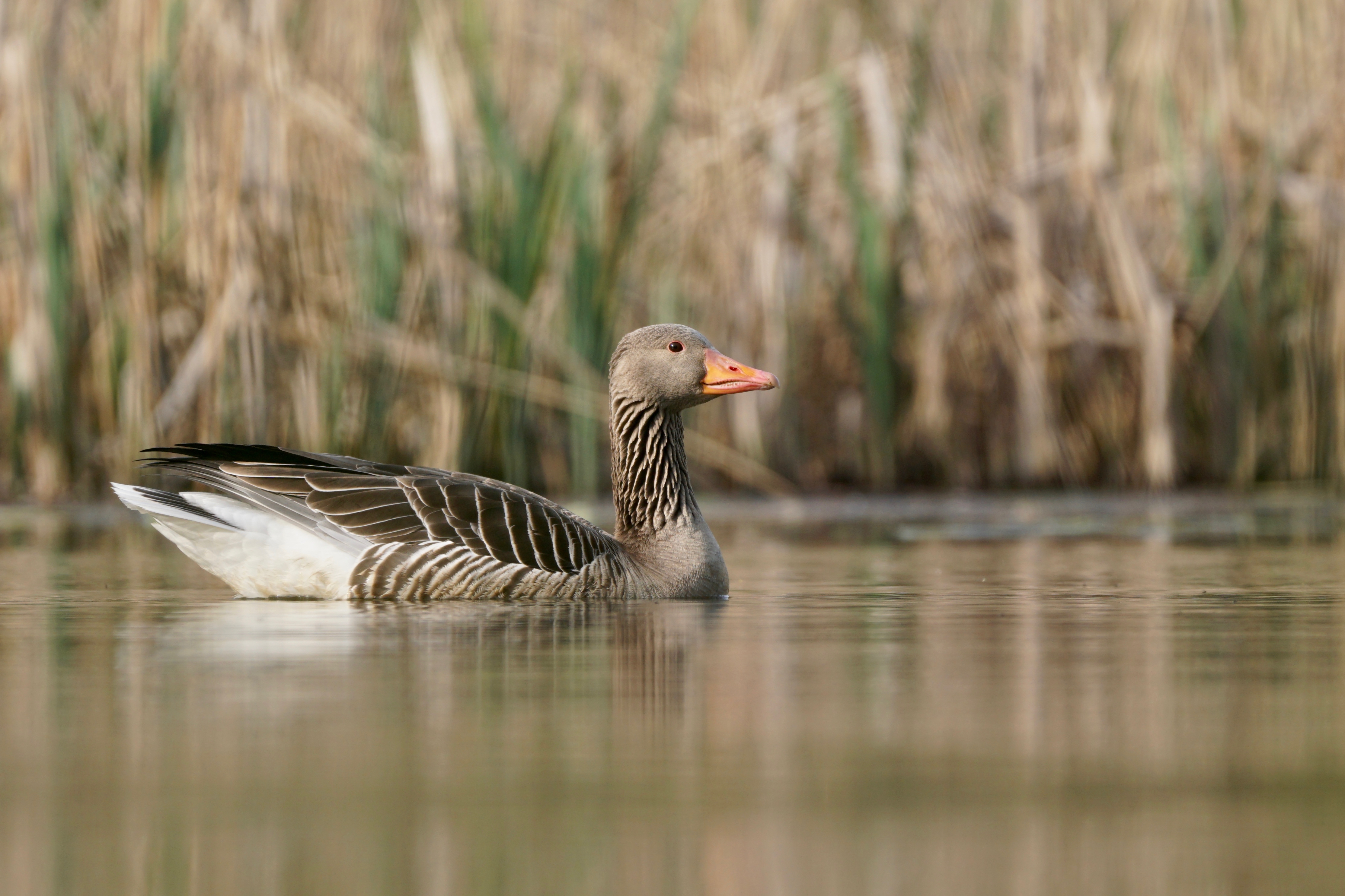 Grauwe gans bij een rietkraag
