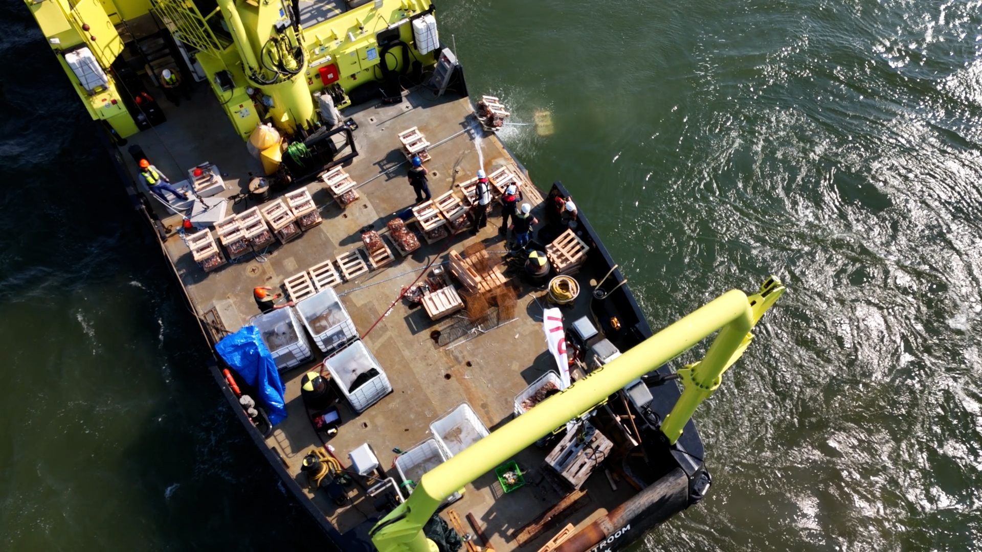 Uitzetactie oesters in Noordzee 2024
