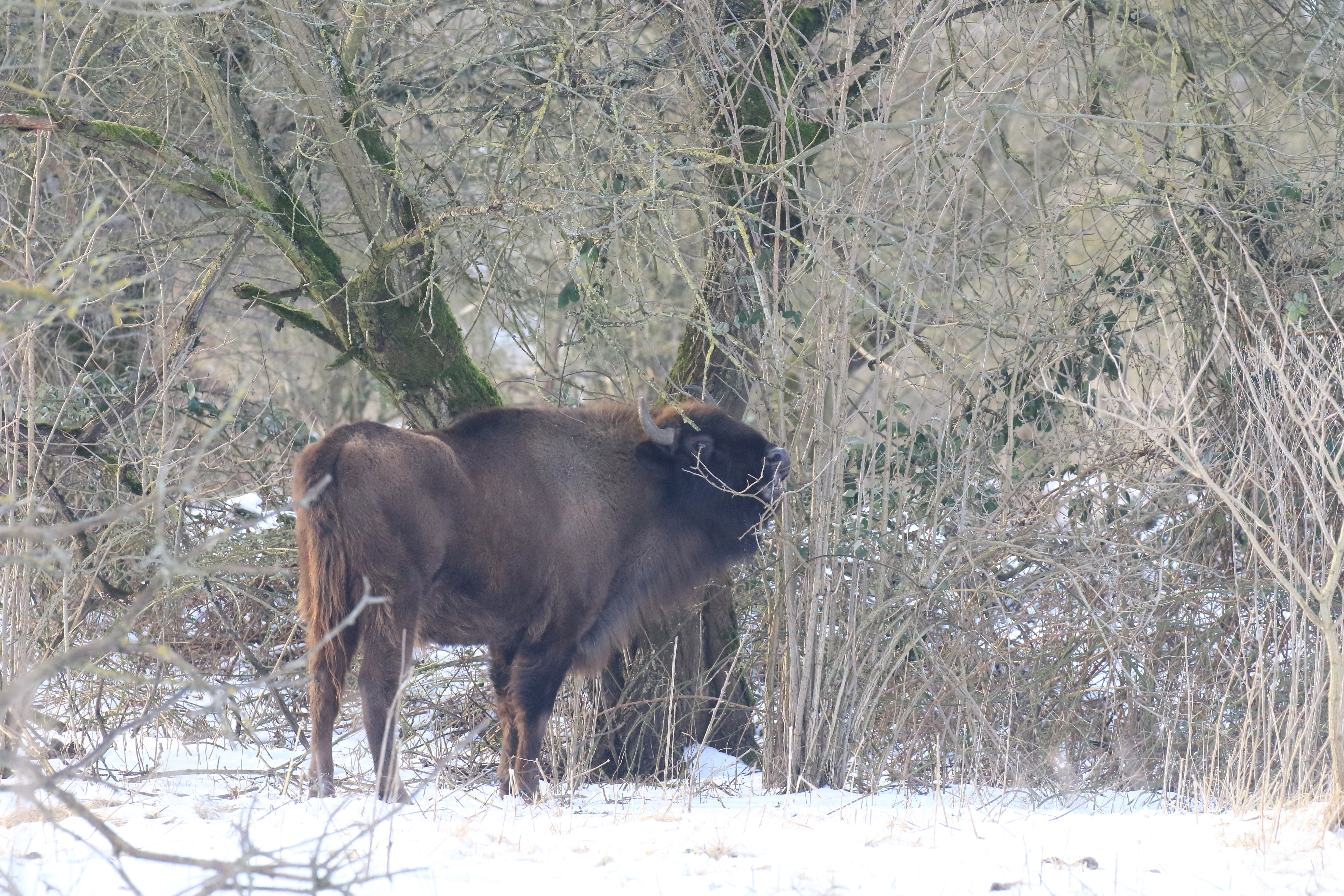 Winterbegrazing door wisent.