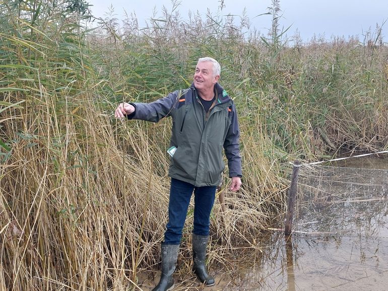 Theo Wijers in het riet