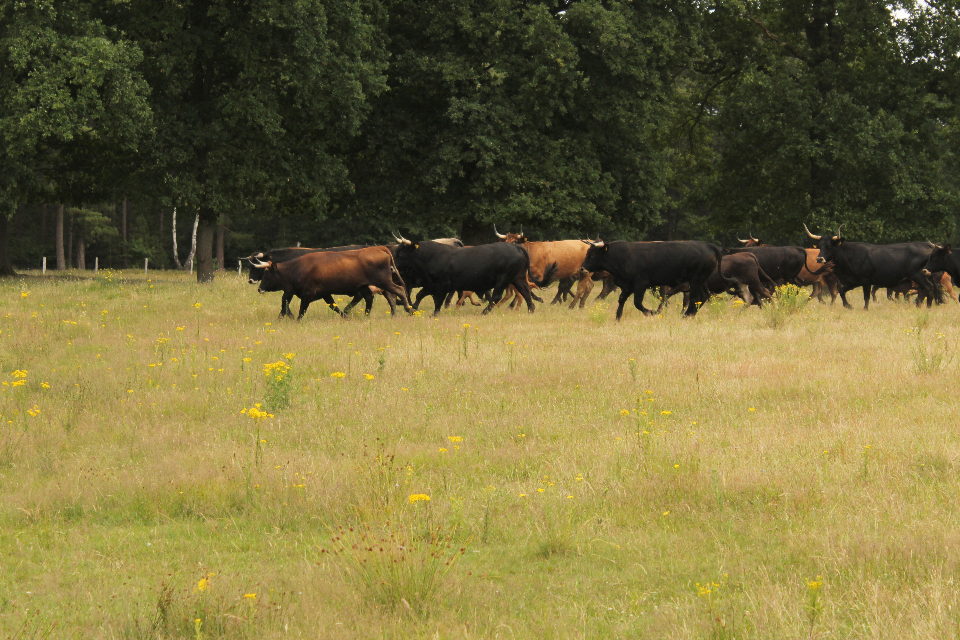 Een kudde taurossen trekt voorbij op een open vlakte in KempenBroek.