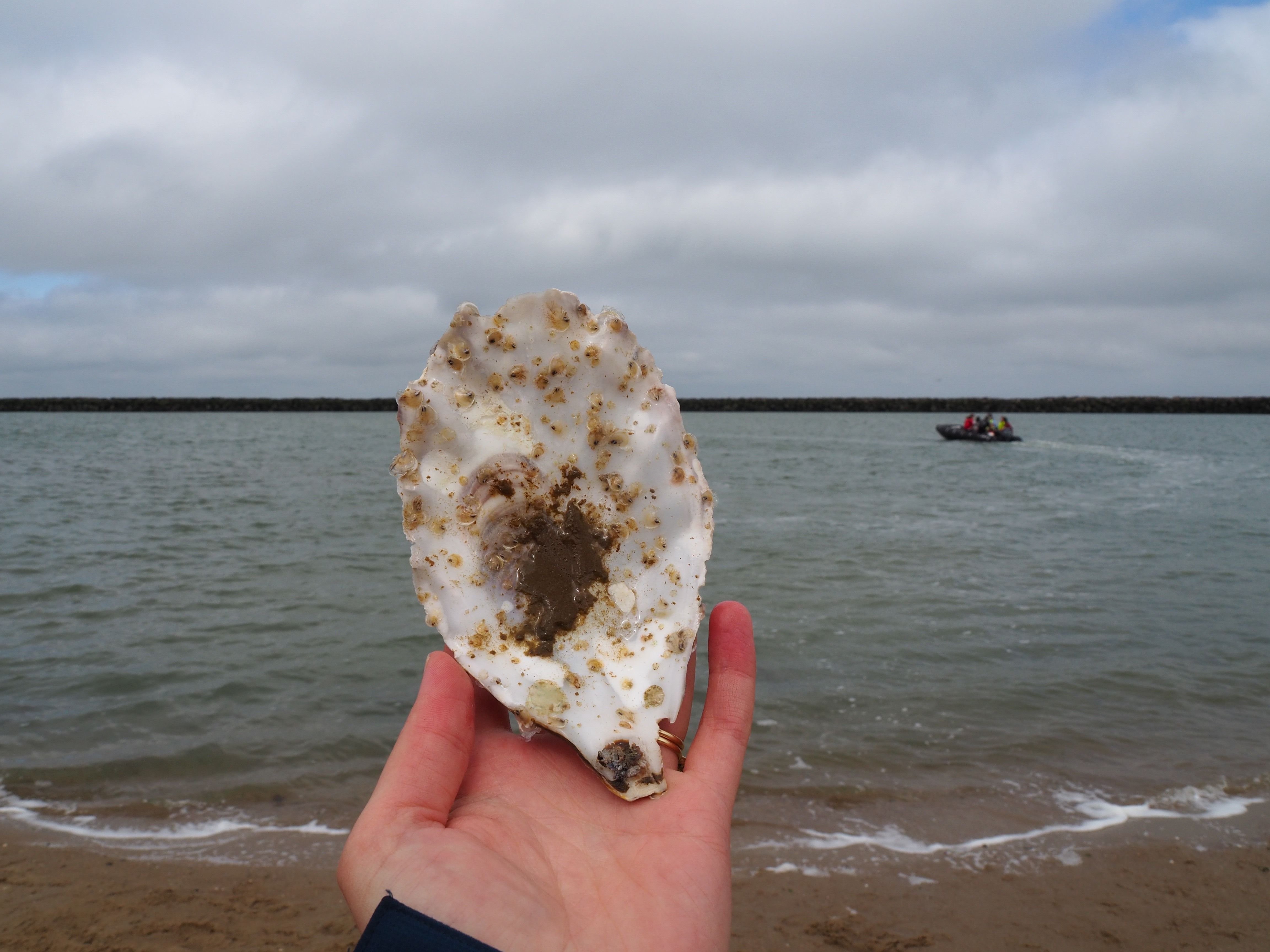 Een oesterschelp met tientallen jonge oesters. 