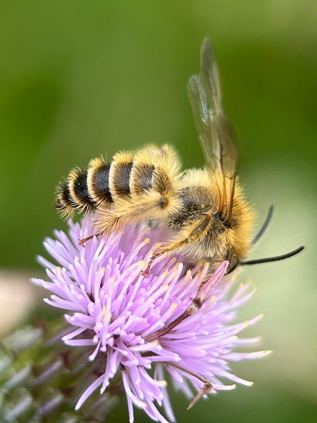 Een pluimvoetbij foerageerd op het paarsroze bloemhoofdje van een distel. De vrouwtjes van deze bijensoort hebben kenmerkende haarborstel op hun achterpoten.