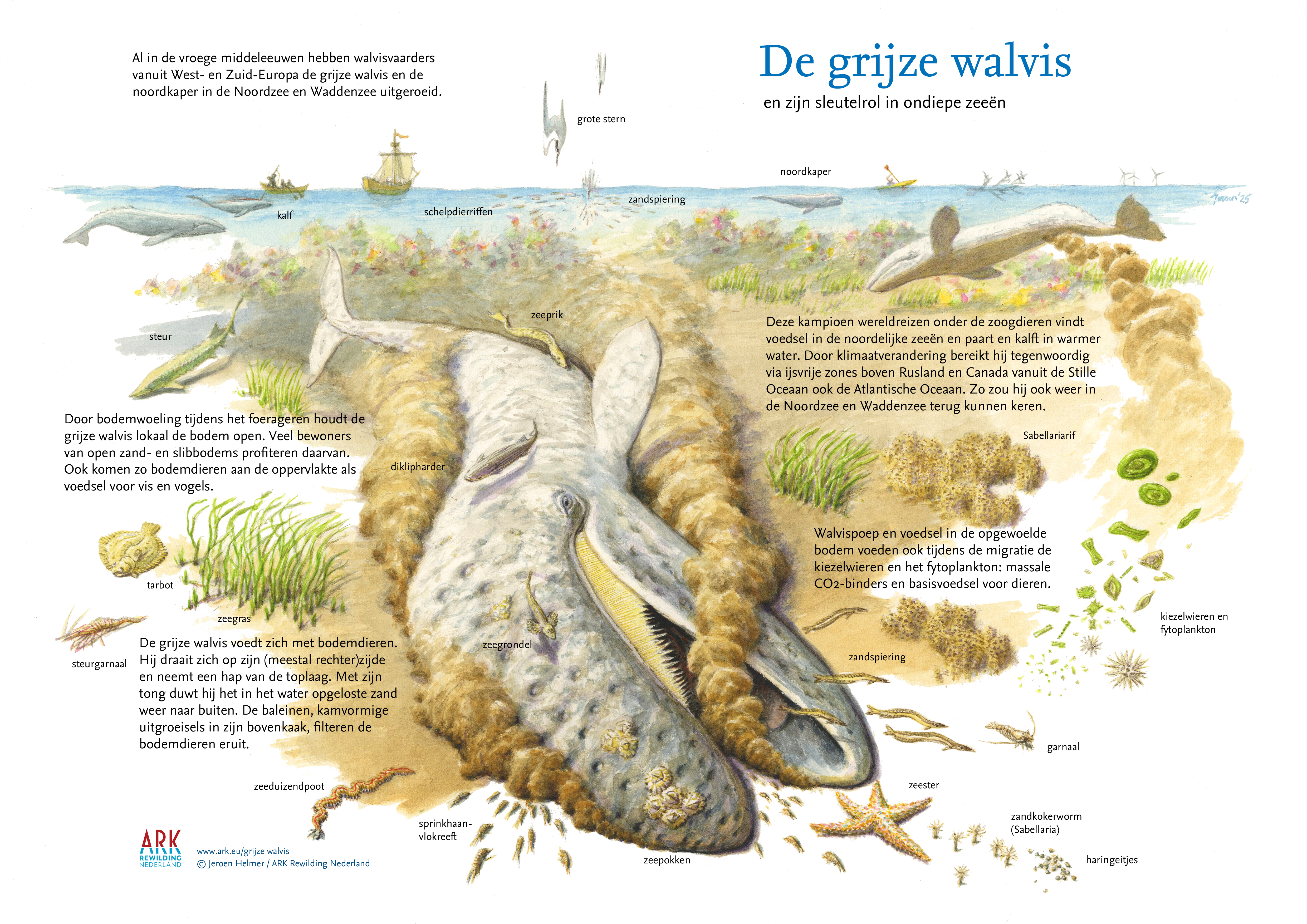 Schoolplaat over de grijze walvis als sleutelsoort