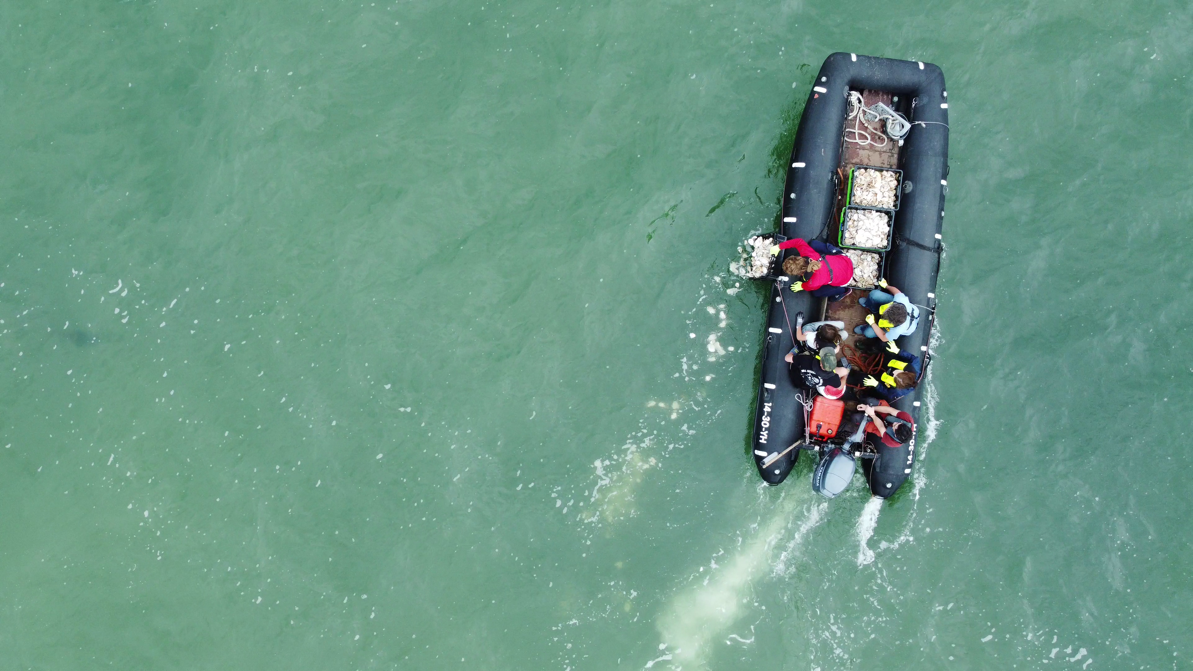 Seascape Voordelta Colelctief strooit oesters uit bij levend rif.
