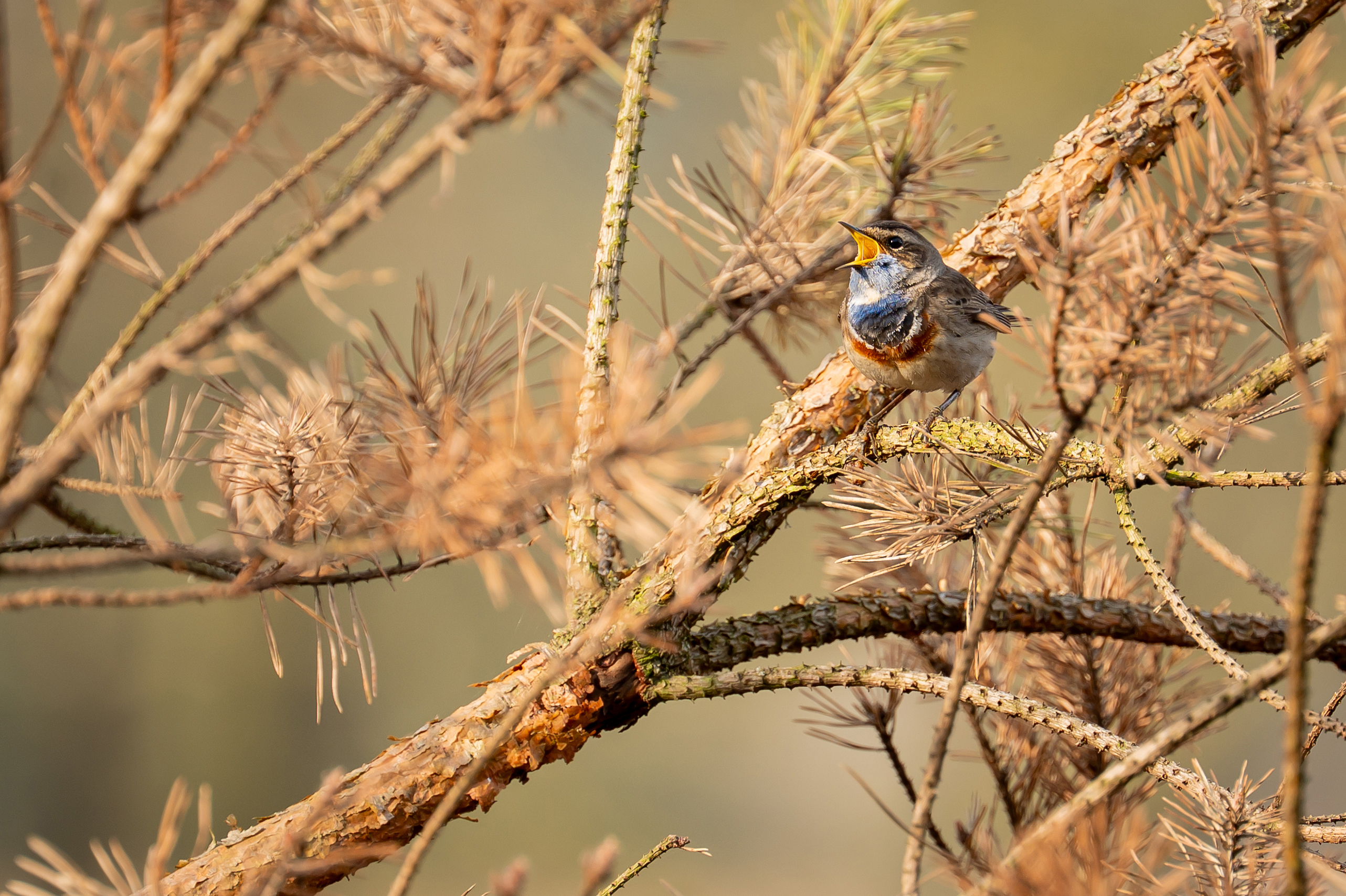 Zingende Blauwborst in de dorre takken van een verbrande grove den