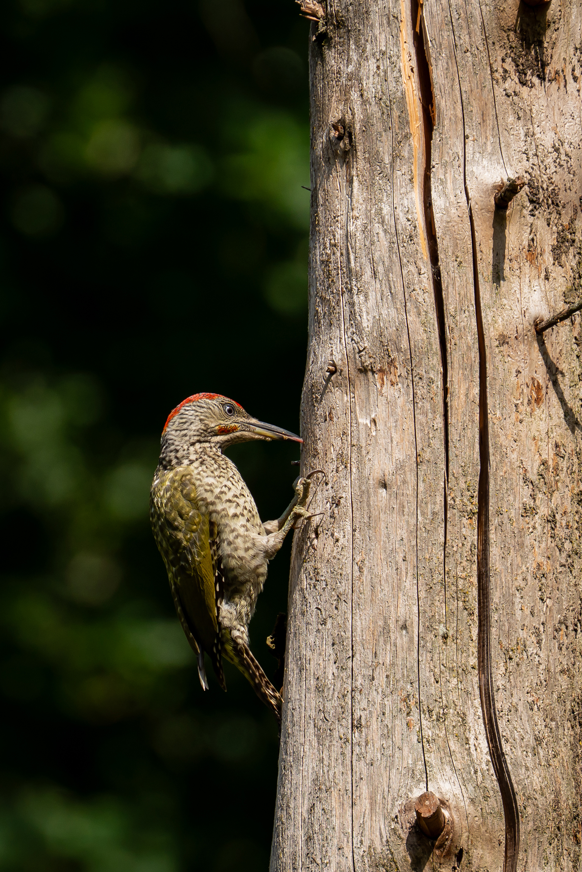 Met een kleverige tong peuters een juveniele groene specht insecten uit een dode boomstam