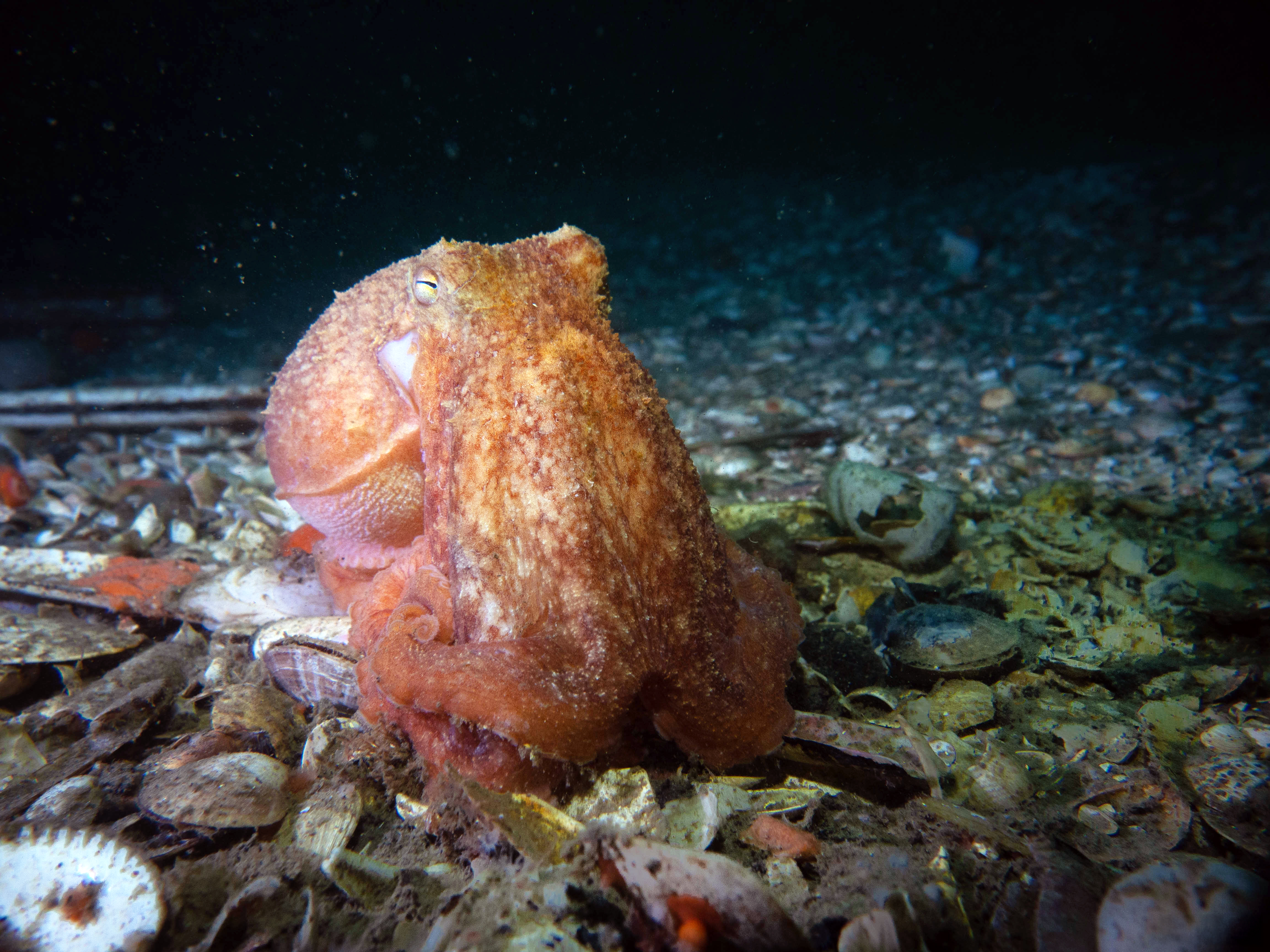 Onderwateropname van een octopus op de Doggersbank.